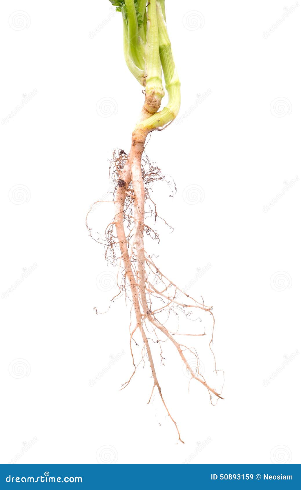 Fresh coriander root stock image. Image of spice, culantro 50893159