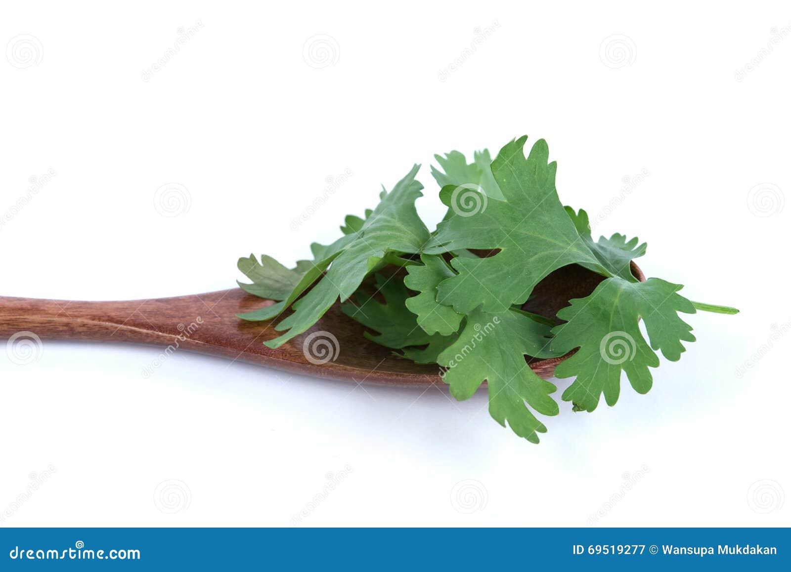Fresh Coriander stock image. Image of isolated, health 69519277