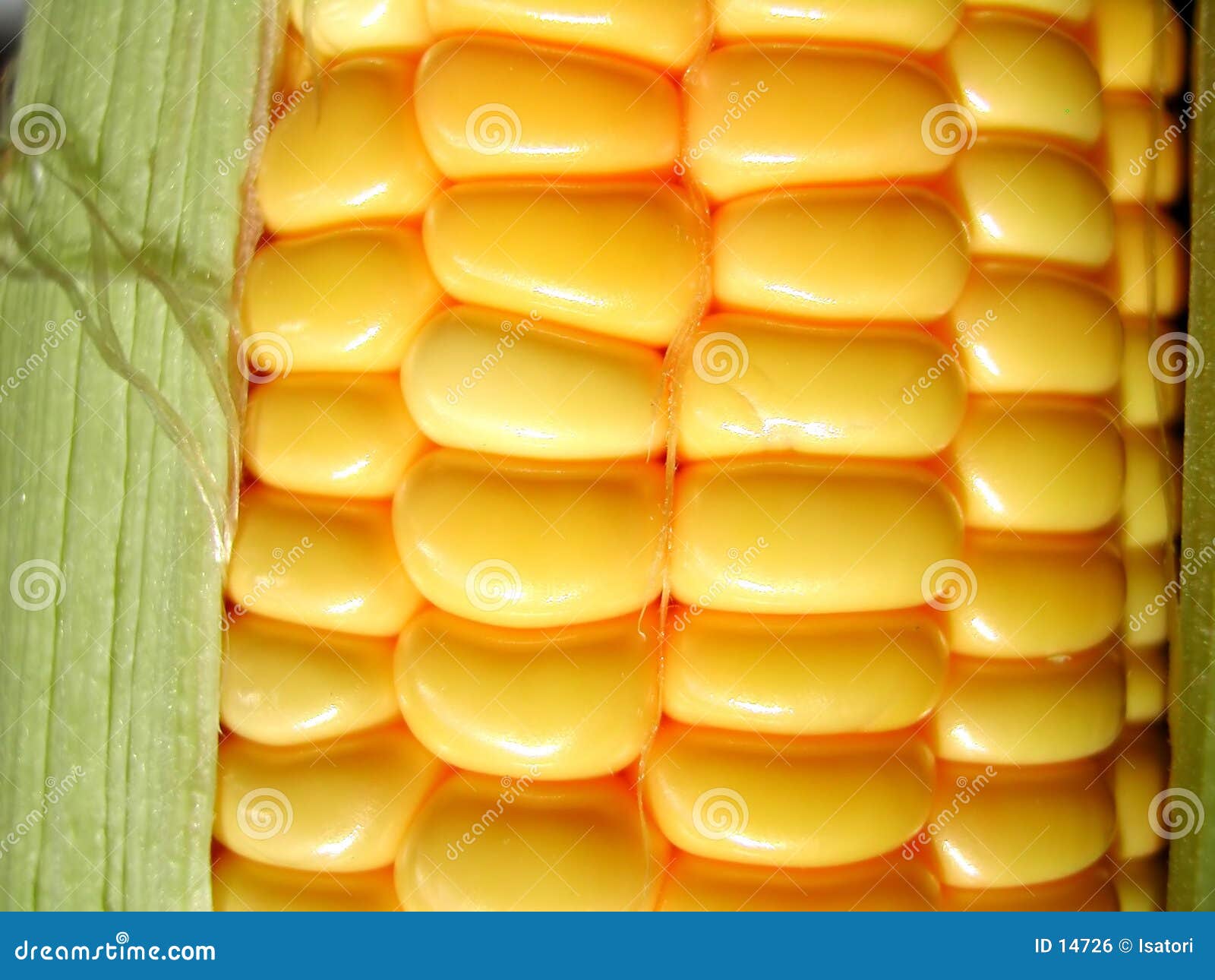 fresh corn