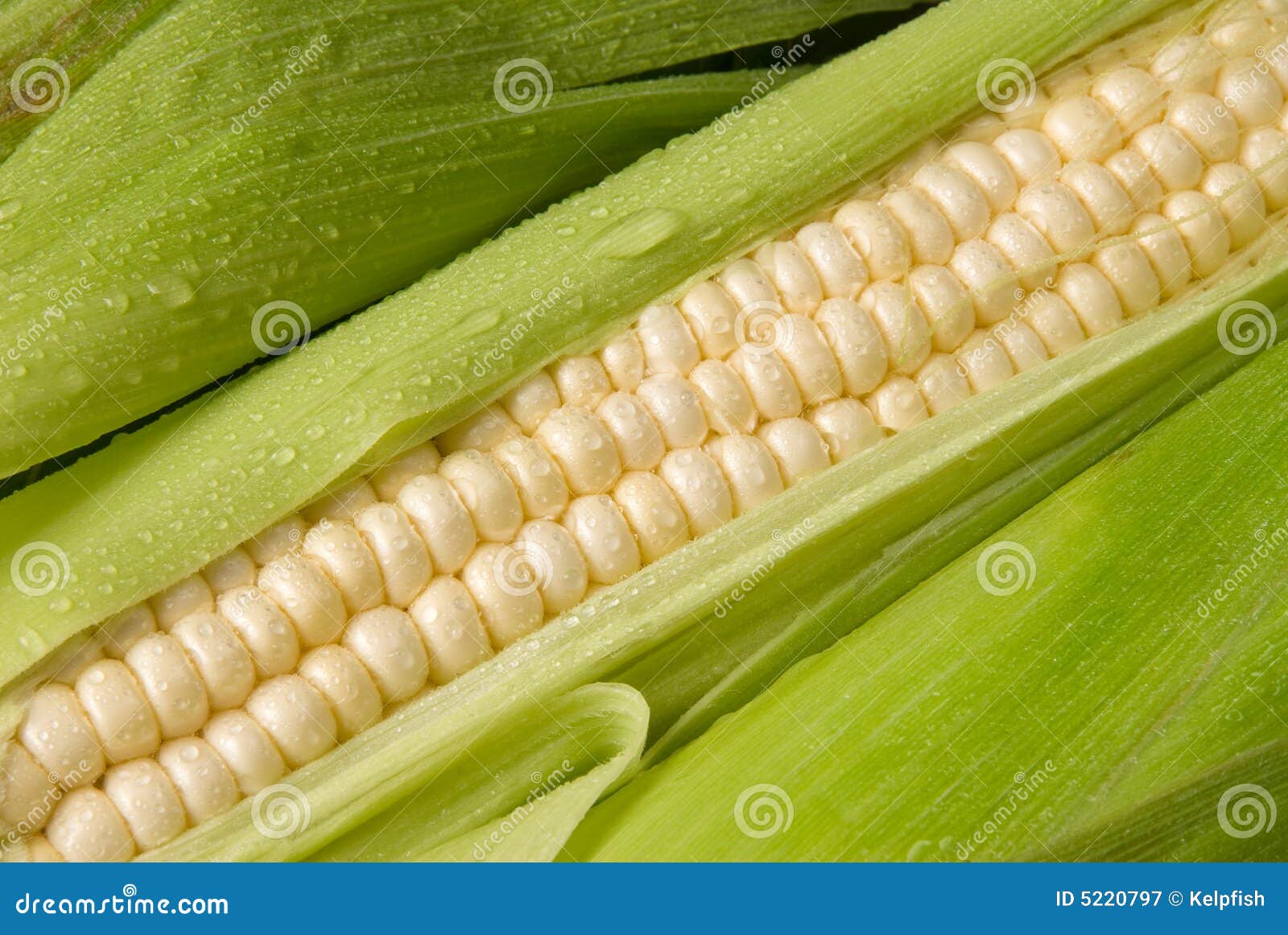 Fresh Corn On The Cob Stock Image Image Of Food Healthy 5220797 fresh-corn-on-the-cob-stock-image-image-of-food-healthy-5220797