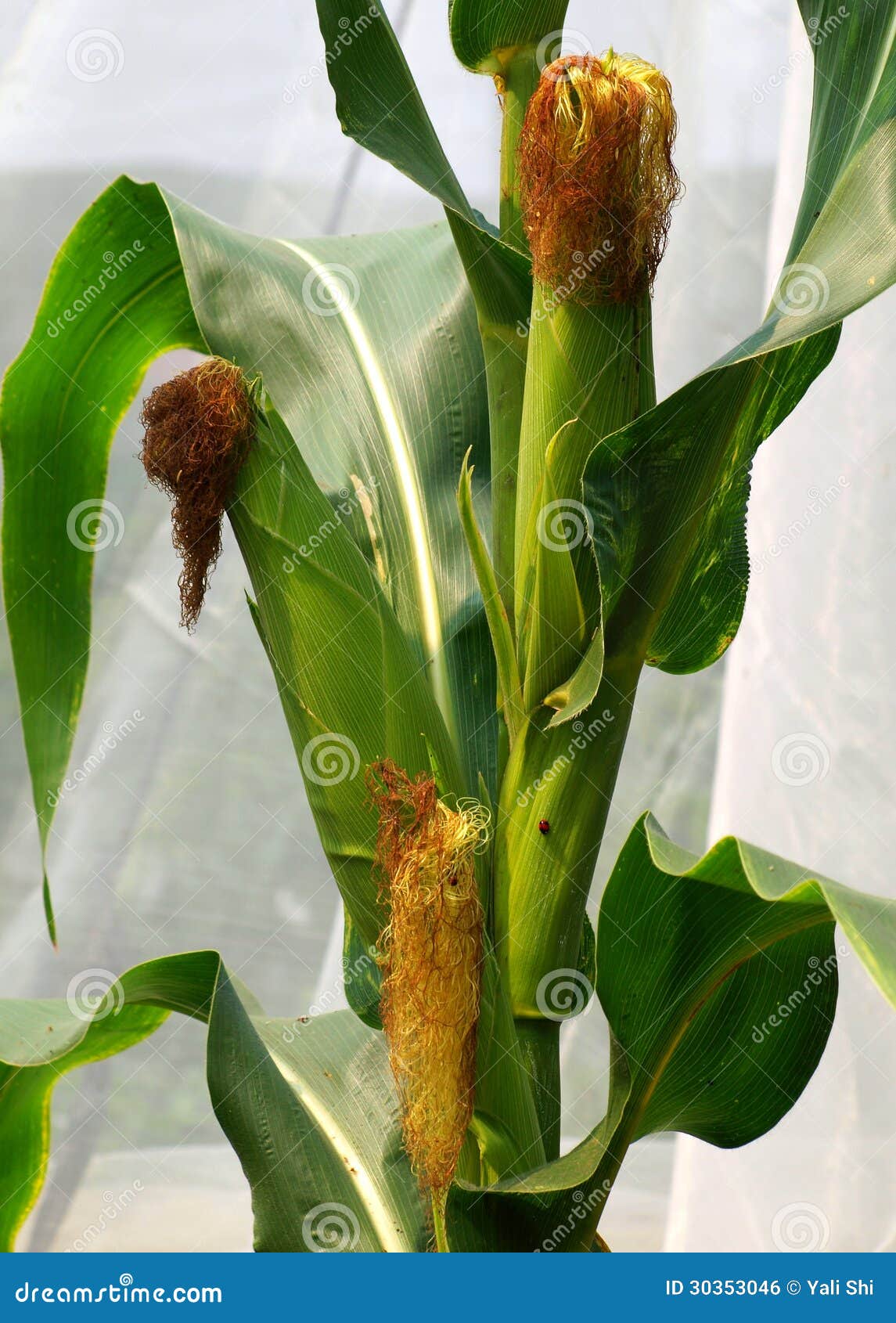 Fresh Corn Cobs stock photo. Image of plant, agriculture 30353046
