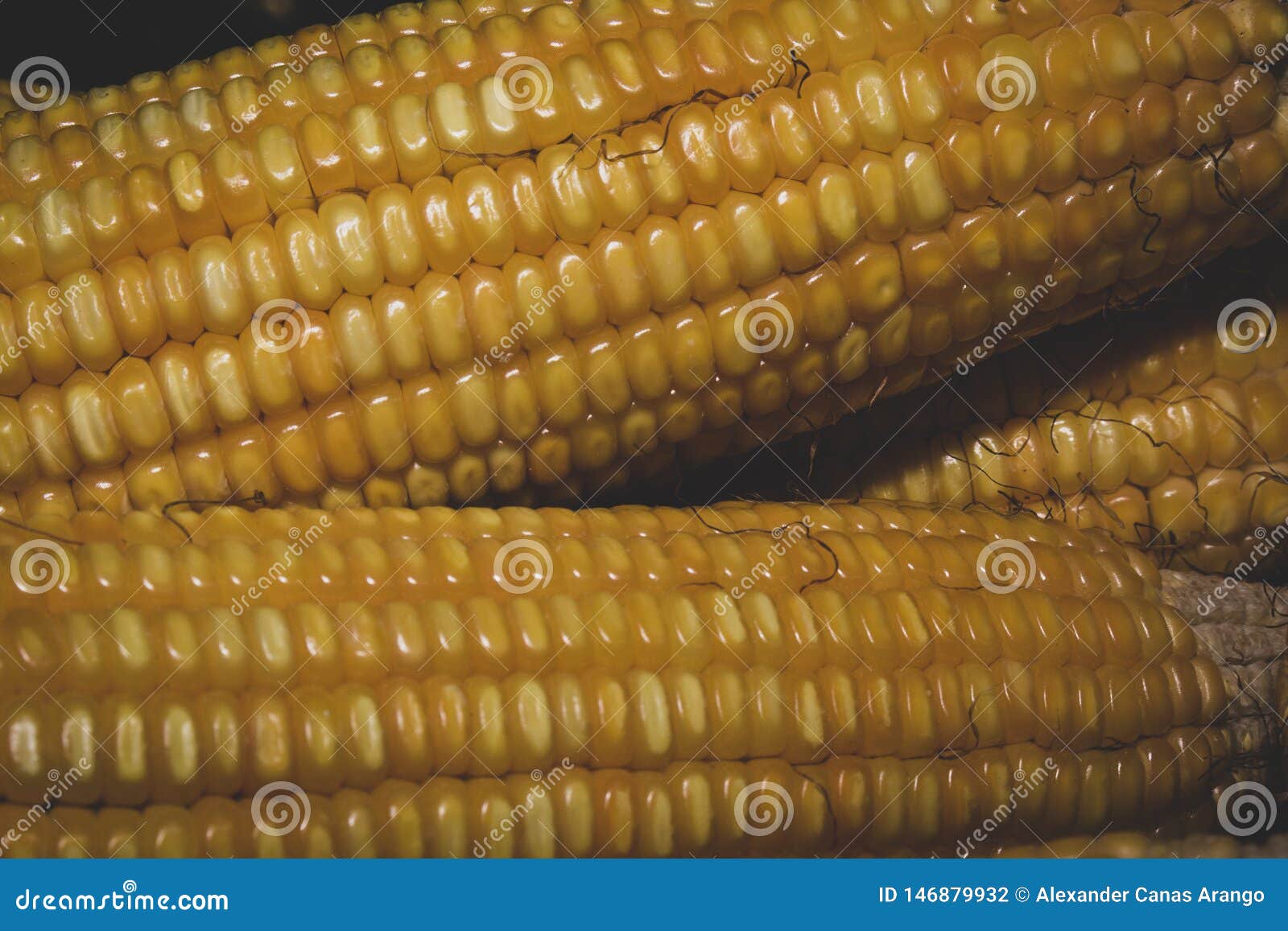 fresh corn cobs ripe for consumption