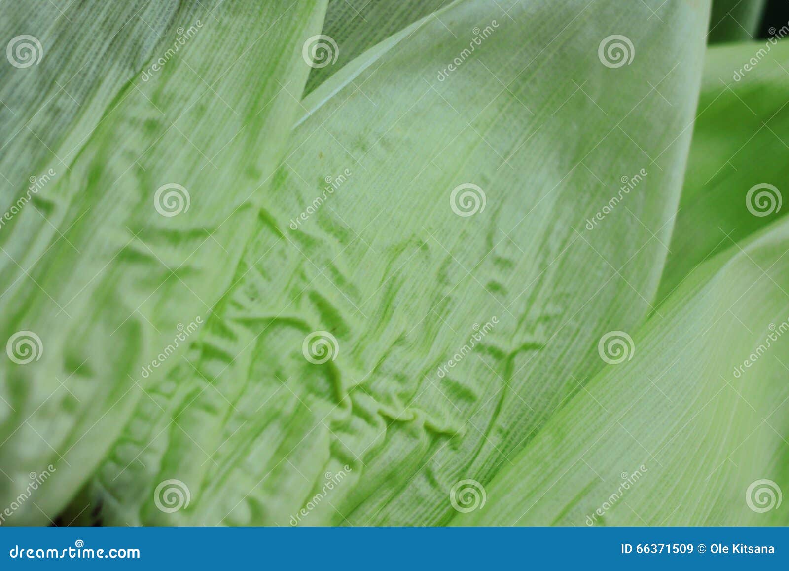 Fresh corn husks stock image. Image of corn, husks, green 66371509
