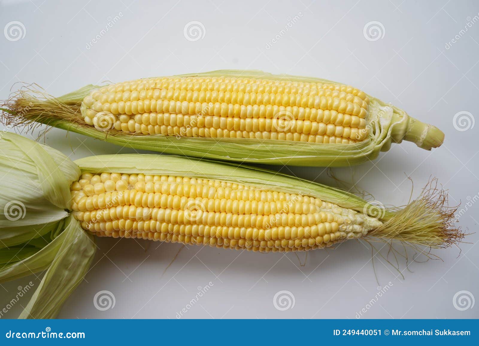 Fresh Corn or Maize Isolated in White Background Stock Image Image of