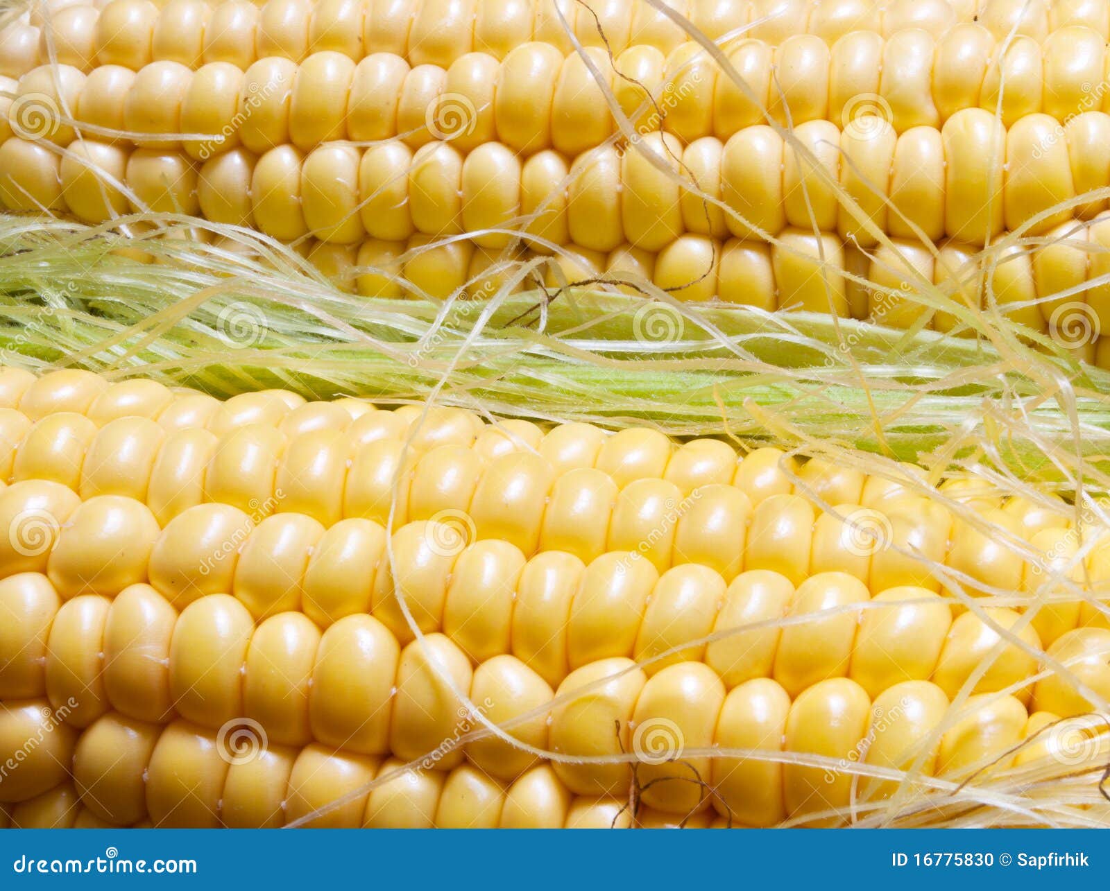 Fresh corn vegetable stock photo. Image of kernel, nature 16775830