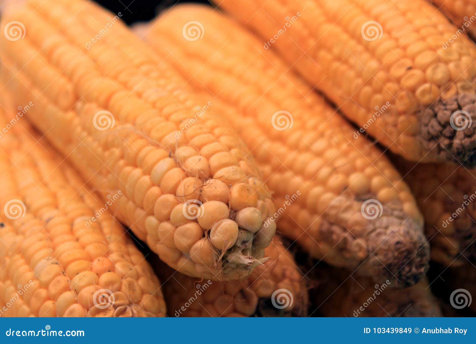 Fresh Corn Vegetable. Row of Corn Cob. Stock Image Image of close