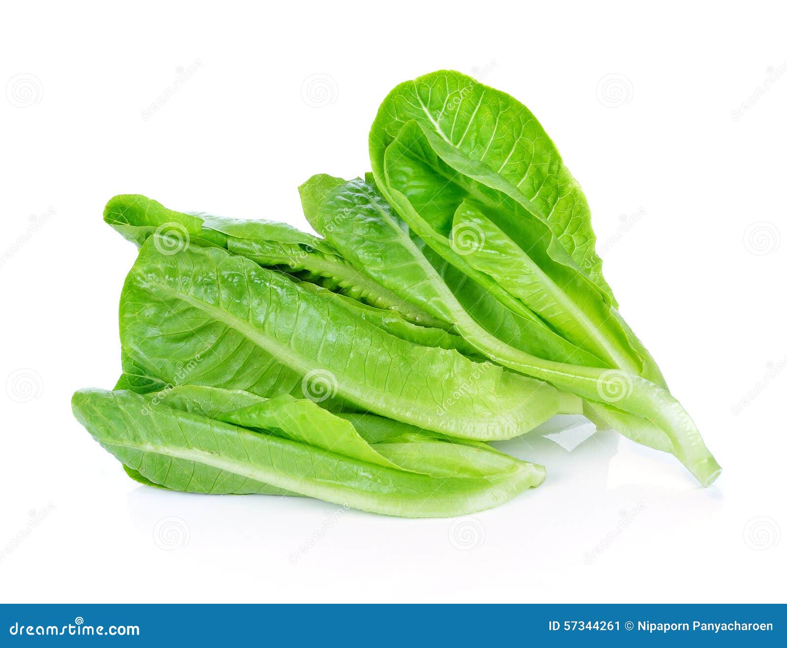 Fresh Cos Lettuce stock image. Image of fiber, leaf, nature 57344261