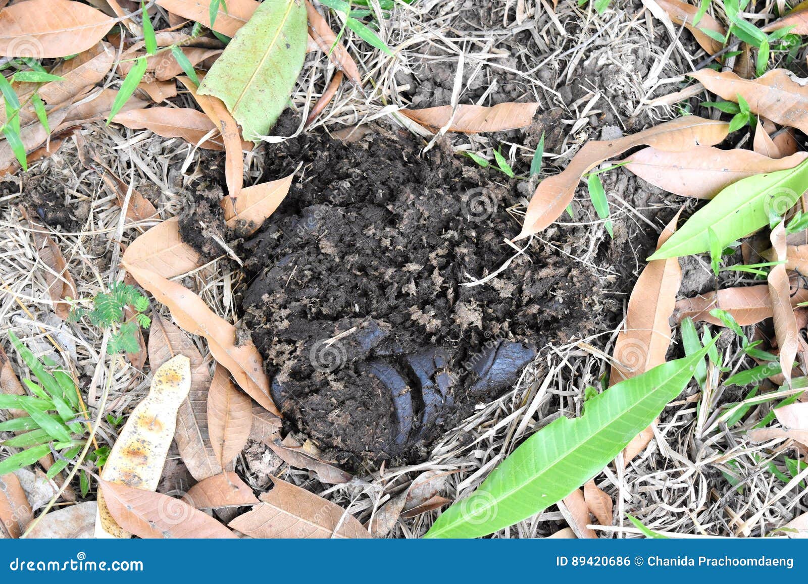 Fresh Cow Dung On Ground May At Outdoor Stock Photo Image Of
