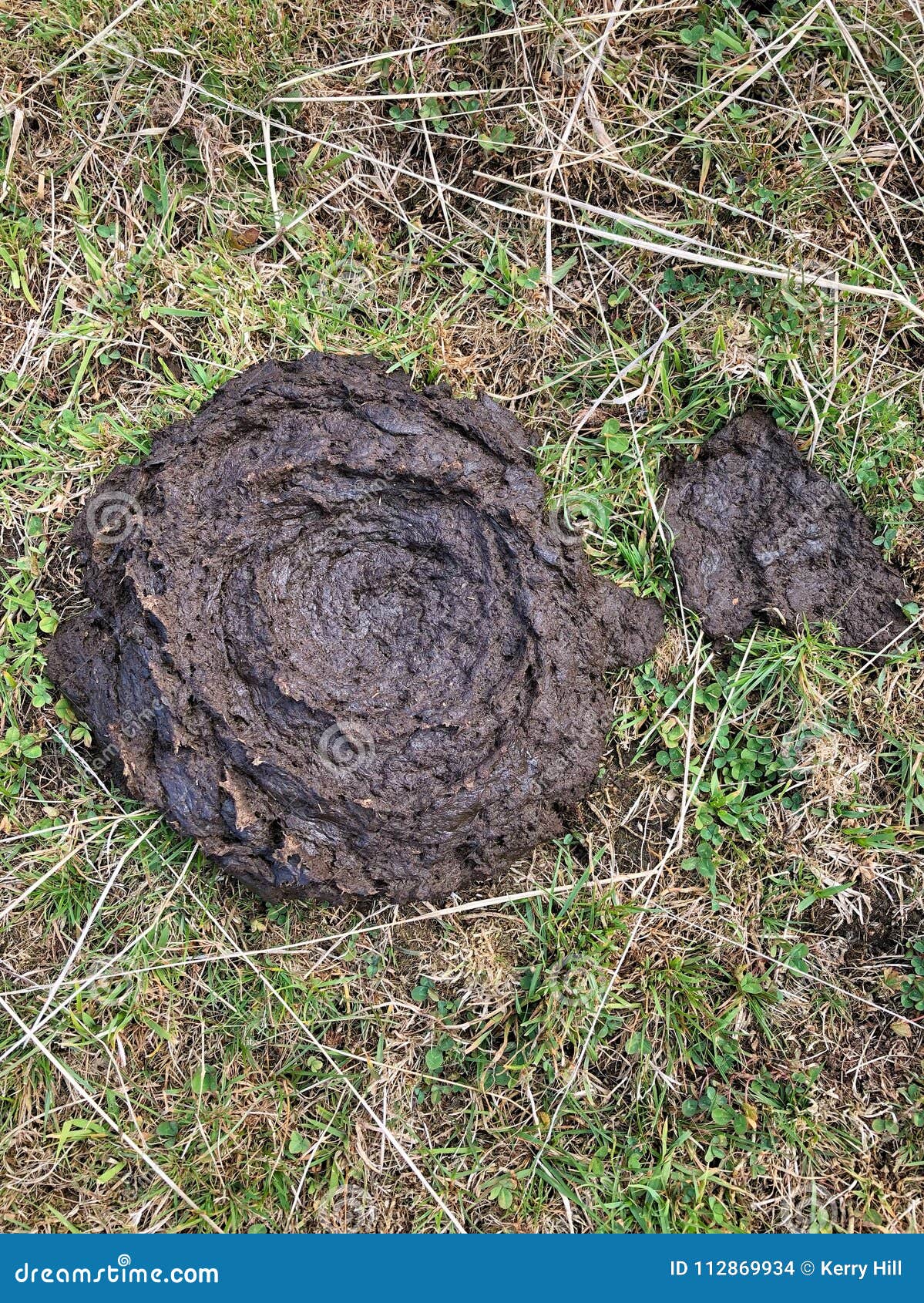 Cow Manure on Grass Background Stock Photo Image of sloppy