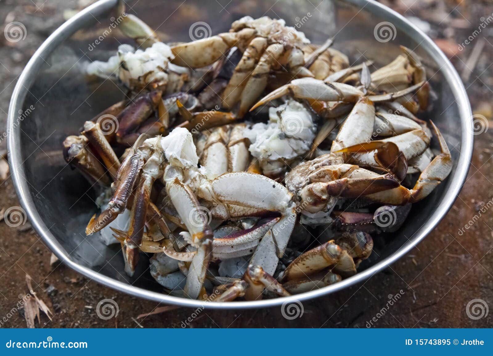 Fresh Crab stock image. Image of meat, crab, dungeness 15743895