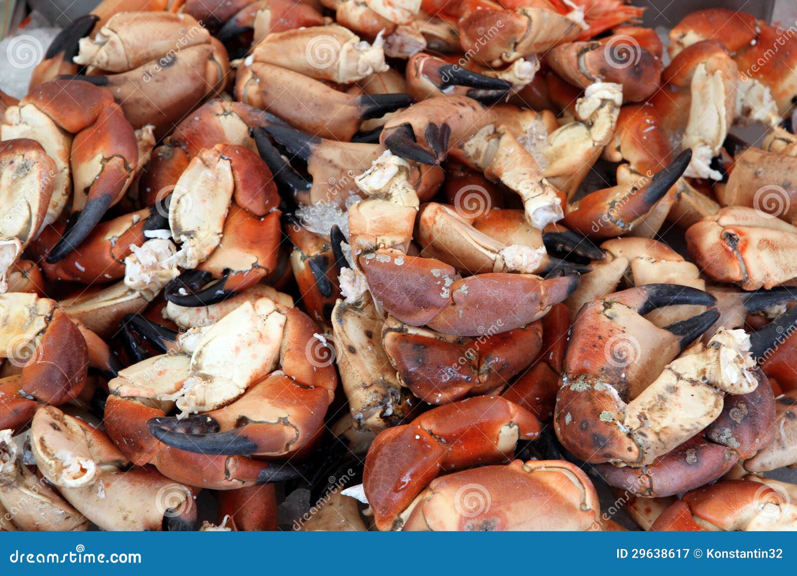 Fresh crab legs stock image. Image of crab, pincer, legs - 29638617