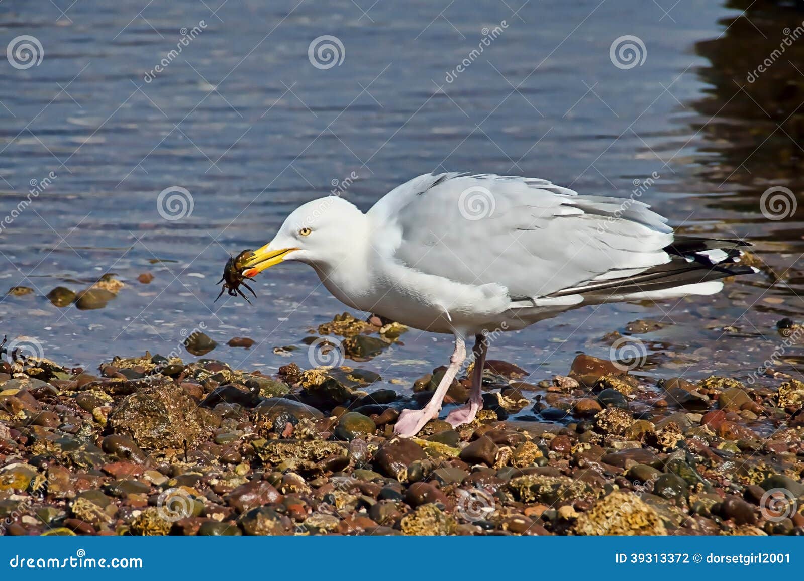 Fresh Crab for Lunch stock photo. Image of coastal, devon 39313372