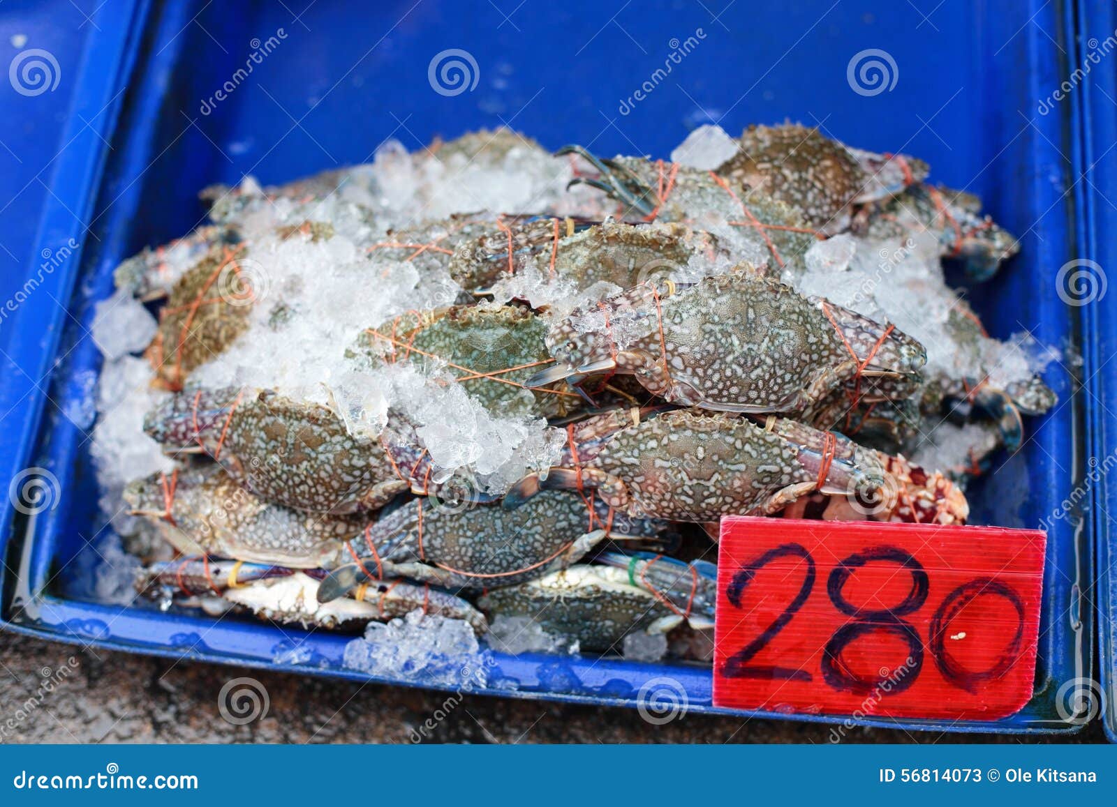 Fresh crab for sell stock image. Image of decapoda, sell 56814073