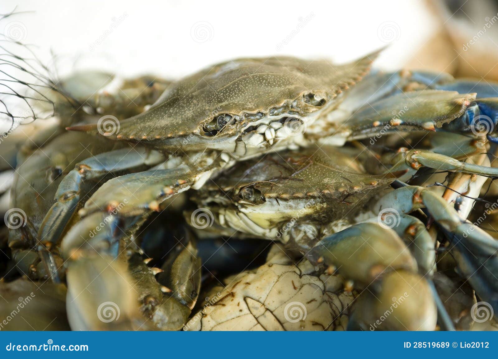 fresh crabs at a fish market