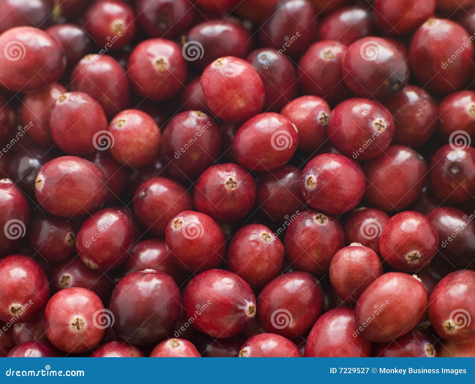 Fresh Cranberries stock image. Image of fresh, shot, snack 7229527