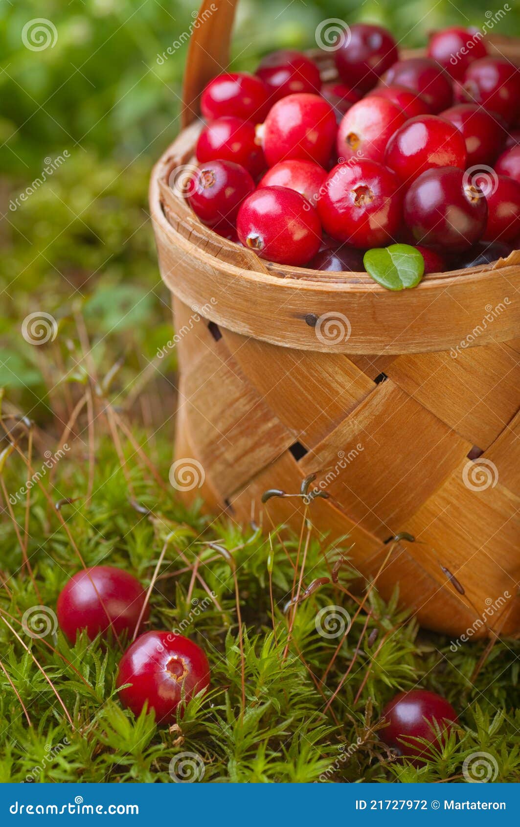 Fresh Cranberries in a Basket Stock Photo Image of berries, leaves