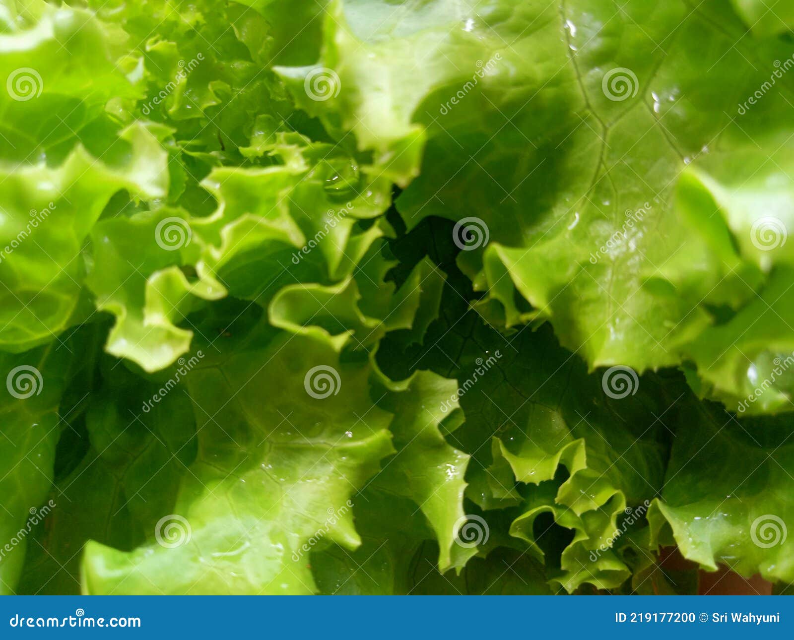 Fresh and Crispy Green Lettuce Freshly Harvested Stock Photo Image of