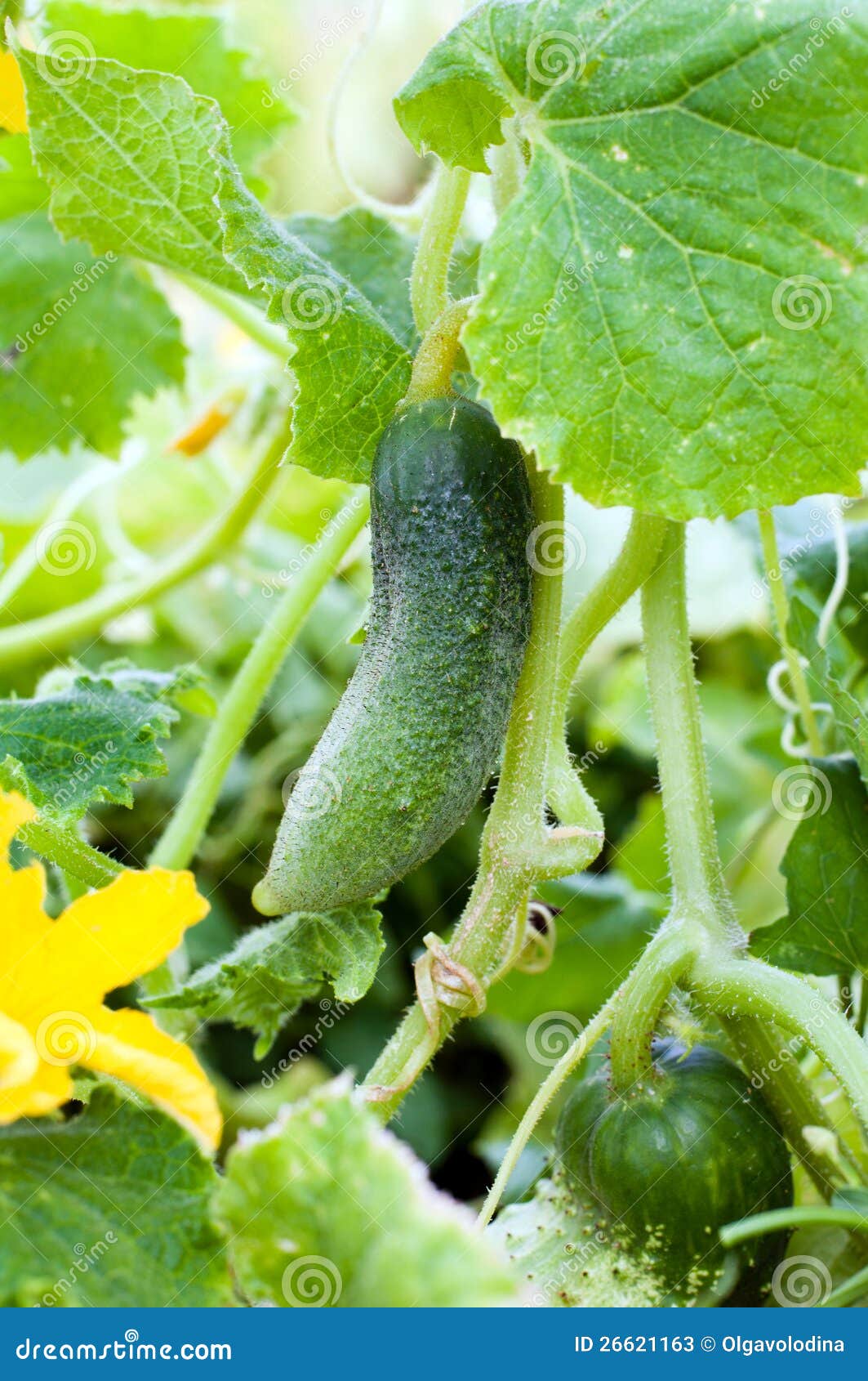 Fresh cucumber on bed stock image. Image of object, freshness 26621163