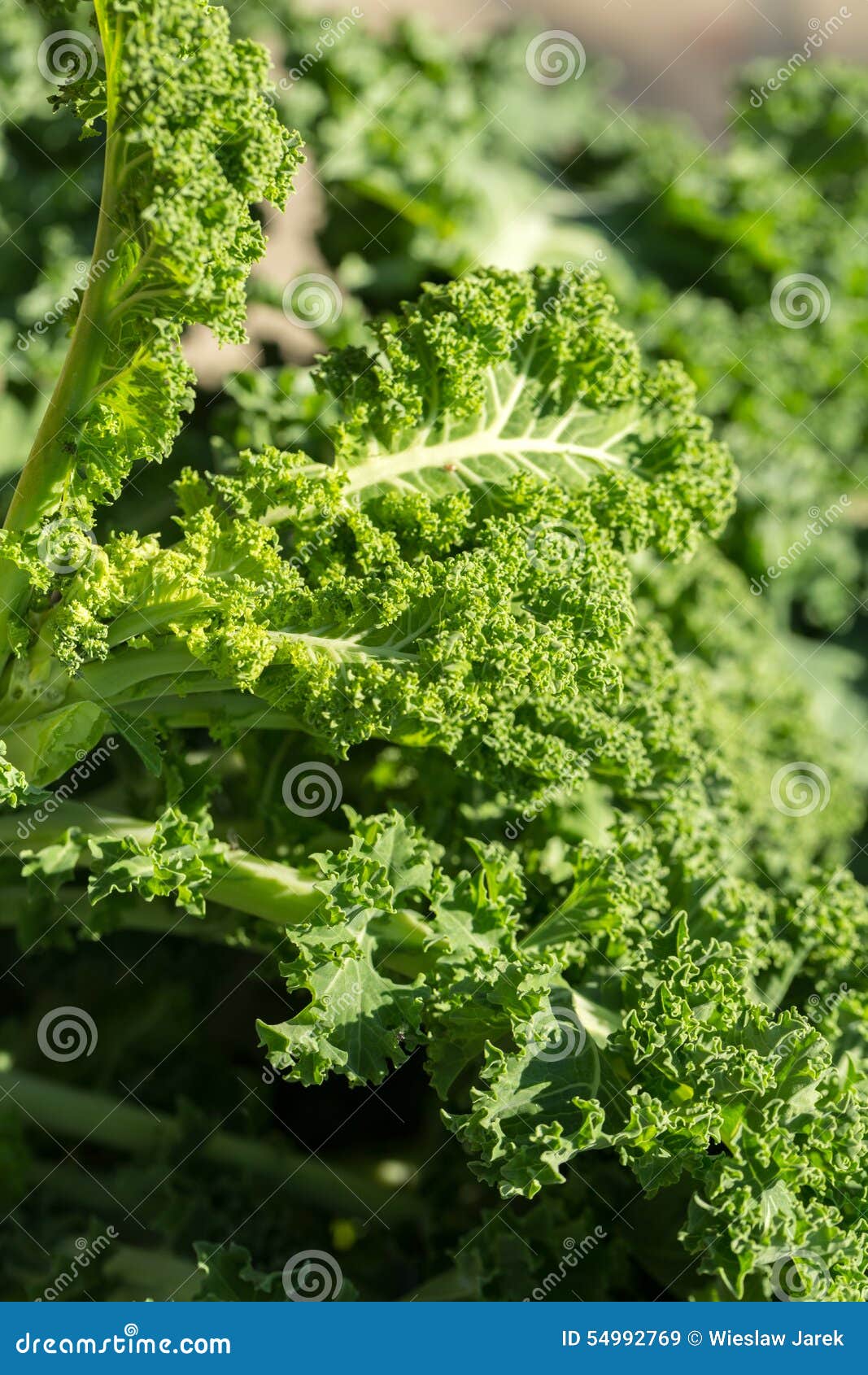 Fresh curly kale stock image. Image of organic, kale 54992769