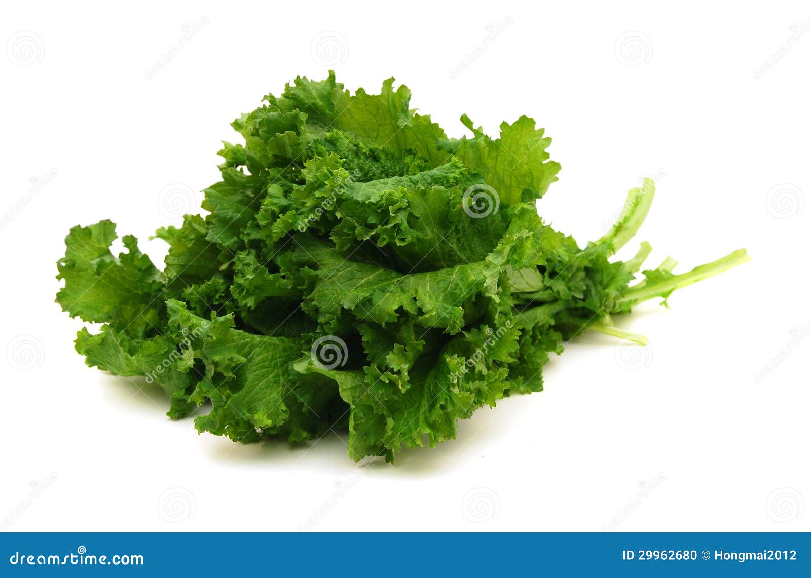 Curly Mustard Green Leaves stock photo. Image of plant 29962680