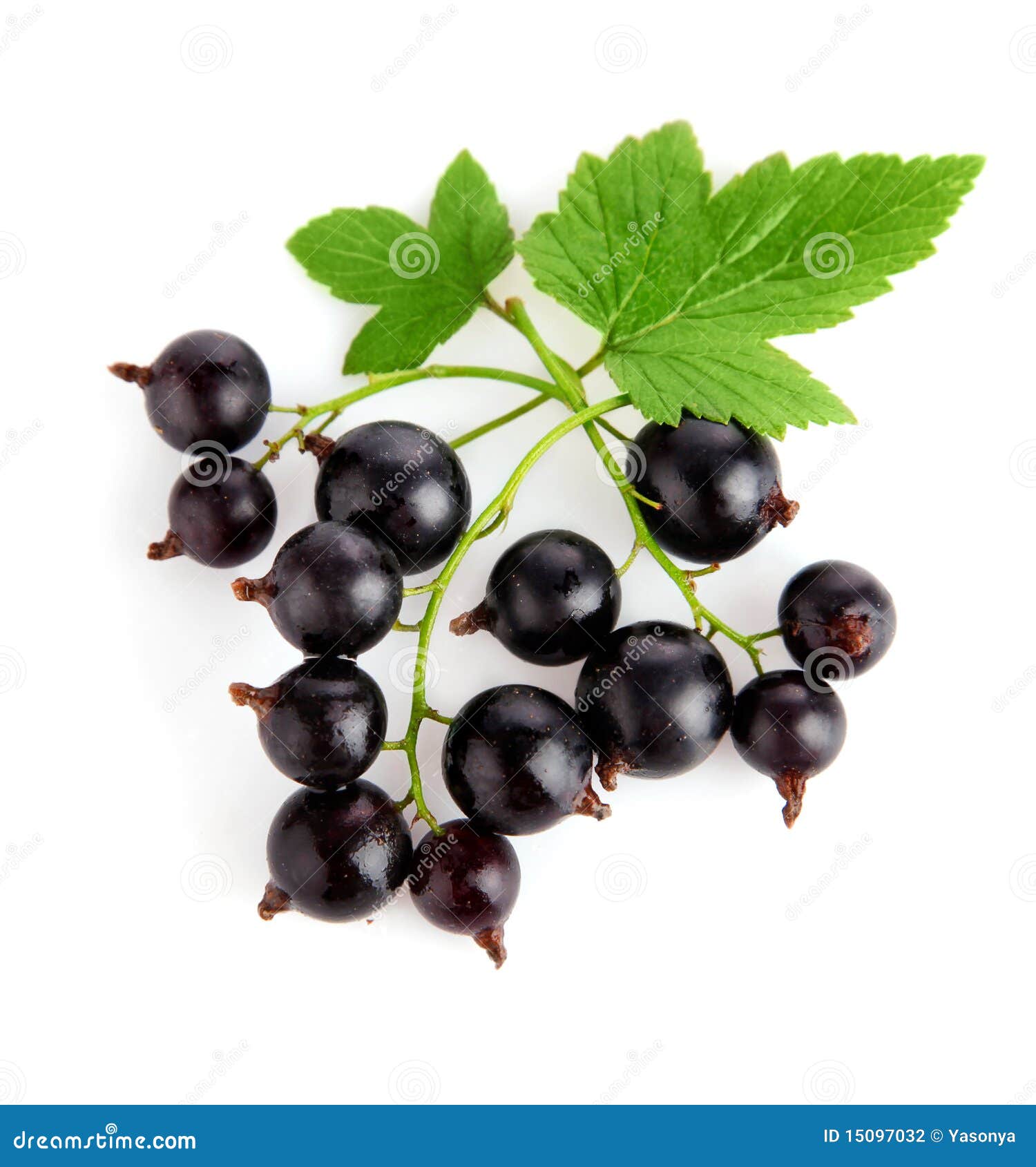 Fresh Currant Fruits with Green Leaves Stock Photo Image of isolated