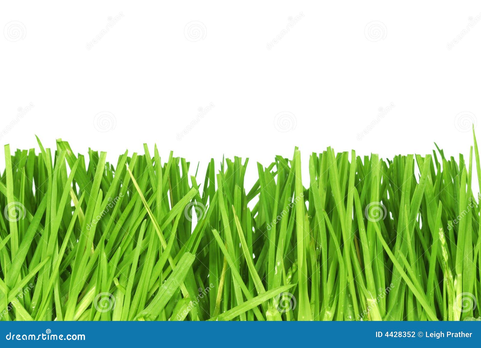 Fresh cut grass stock photo. Image of organic, fresh, garden 4428352