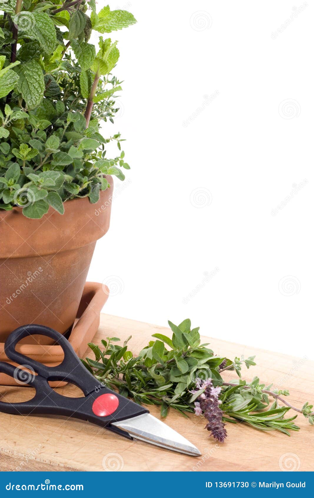 Fresh Cut Herbs stock photo. Image of green, fragrant 13691730