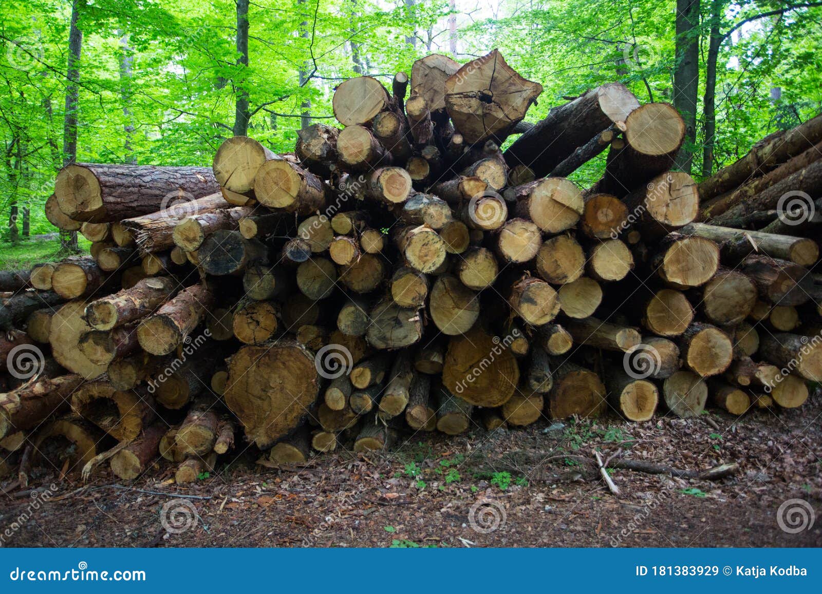 Fresh Cut Pine Trees in the Forest, Waiting To Be Sold Stock Image