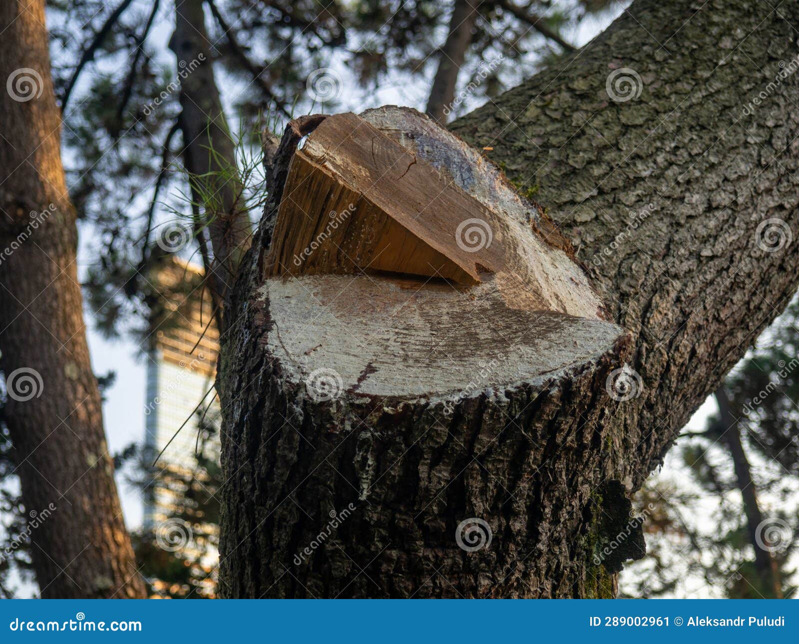 Fresh Cut Tree the Branch Was Cut Off Tree Rings Wood Concept Stock Fresh Cut Tree the Branch Was Cut Off Tree Rings Wood Concept Stock