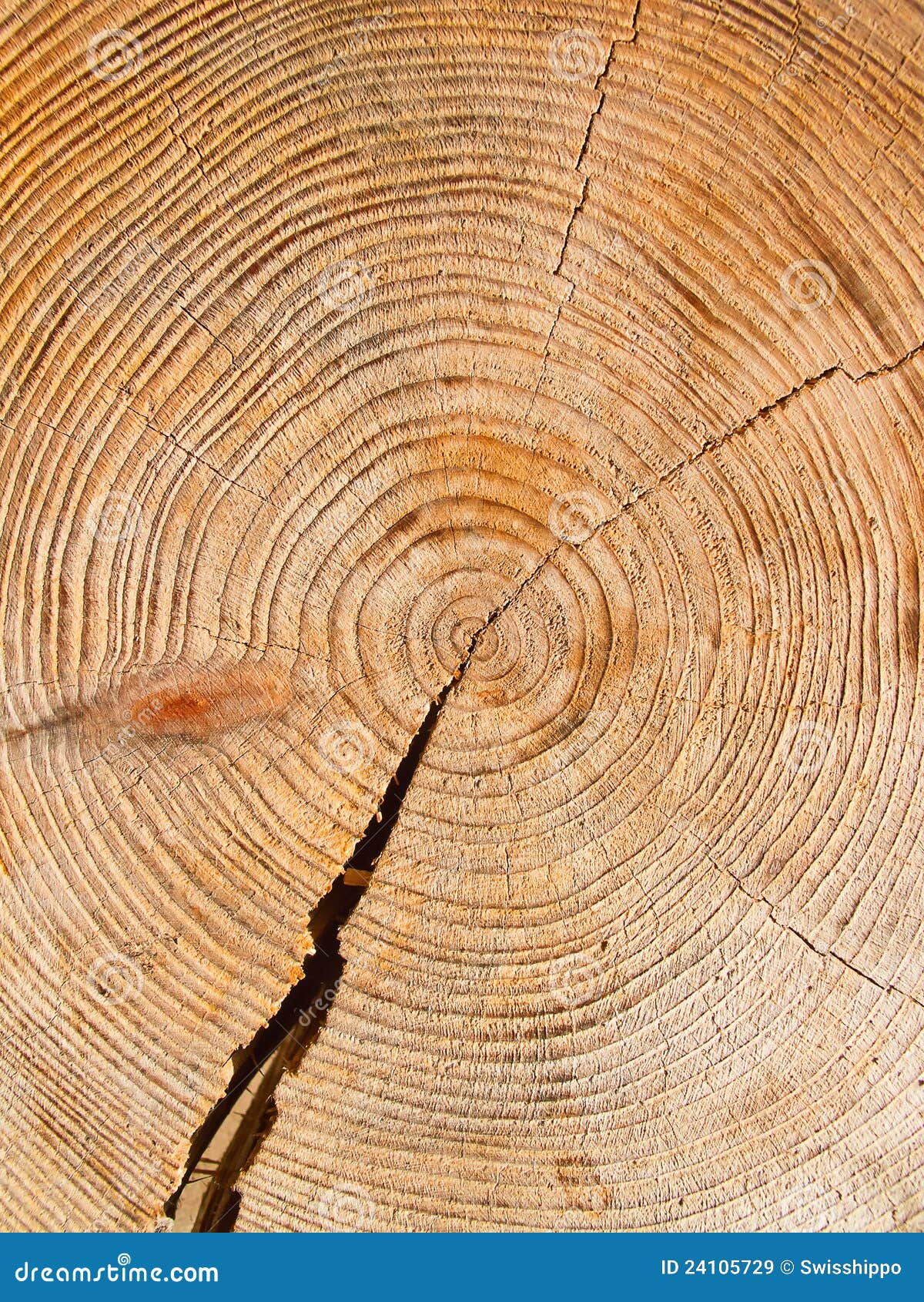 Fresh cut wood stock image. Image of lumber, natural 24105729