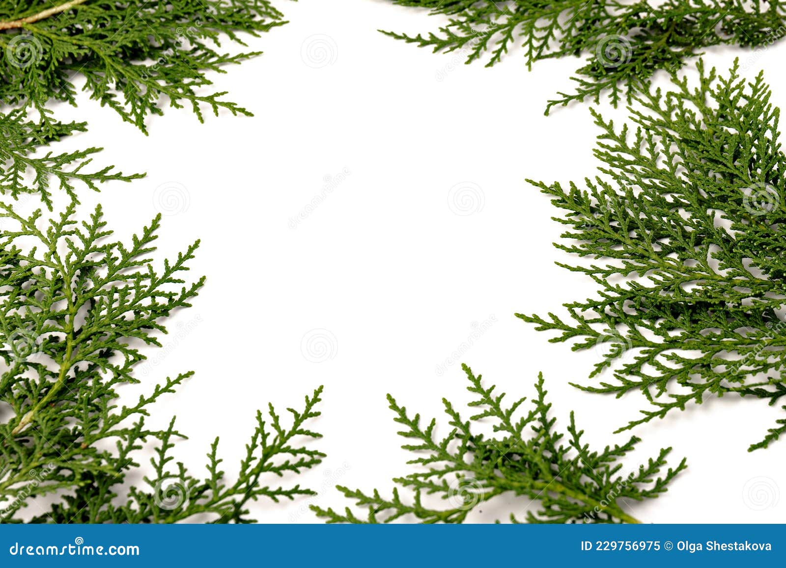 Fresh Cypress Branch Isolated on White Background Stock Image - Image of  frame, evergreen: 229756975
