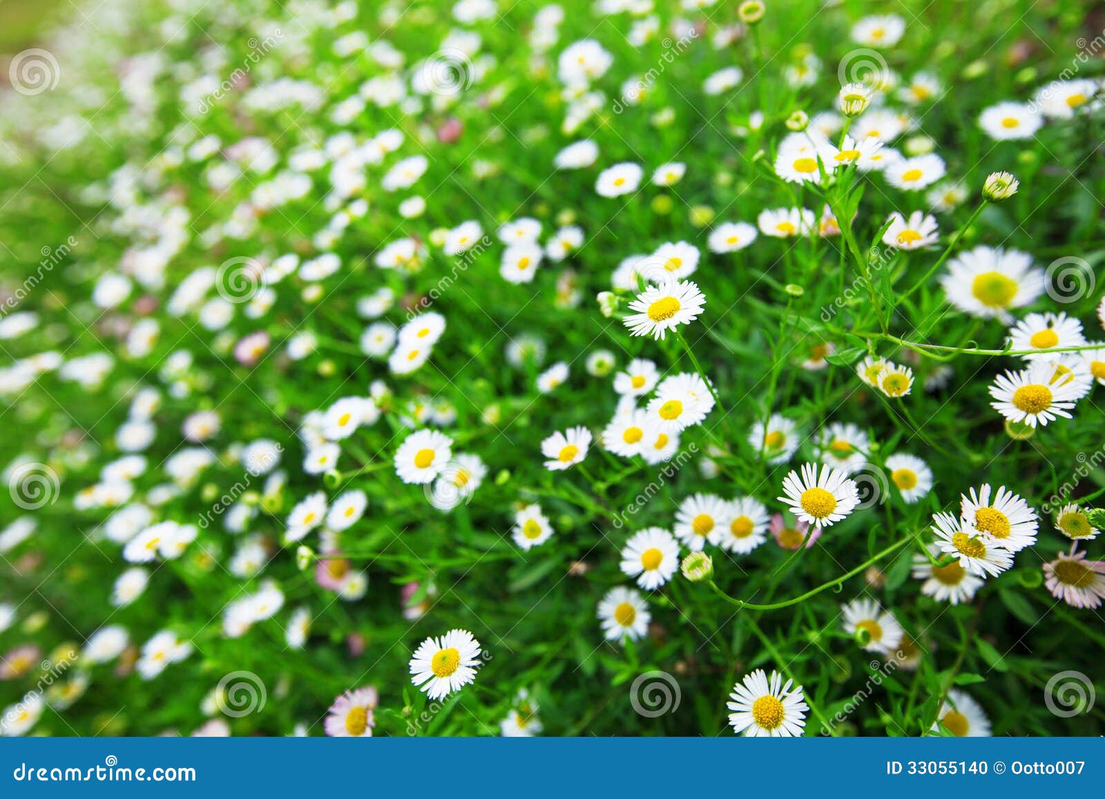 Fresh daisies field stock photo. Image of beautiful, camomile 33055140