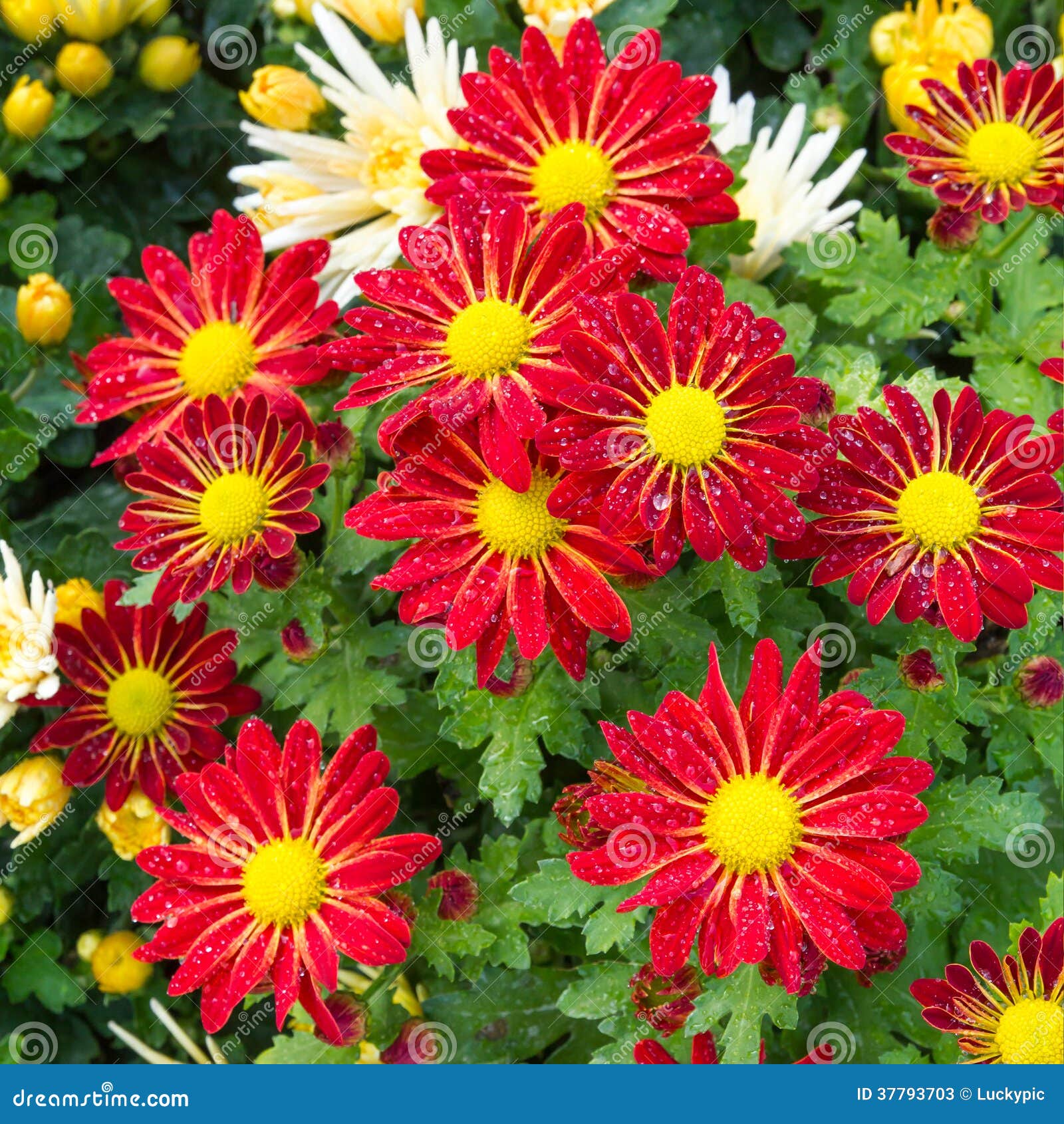 Fresh Daisy Flowering With Water Drop RoyaltyFree Stock Photography