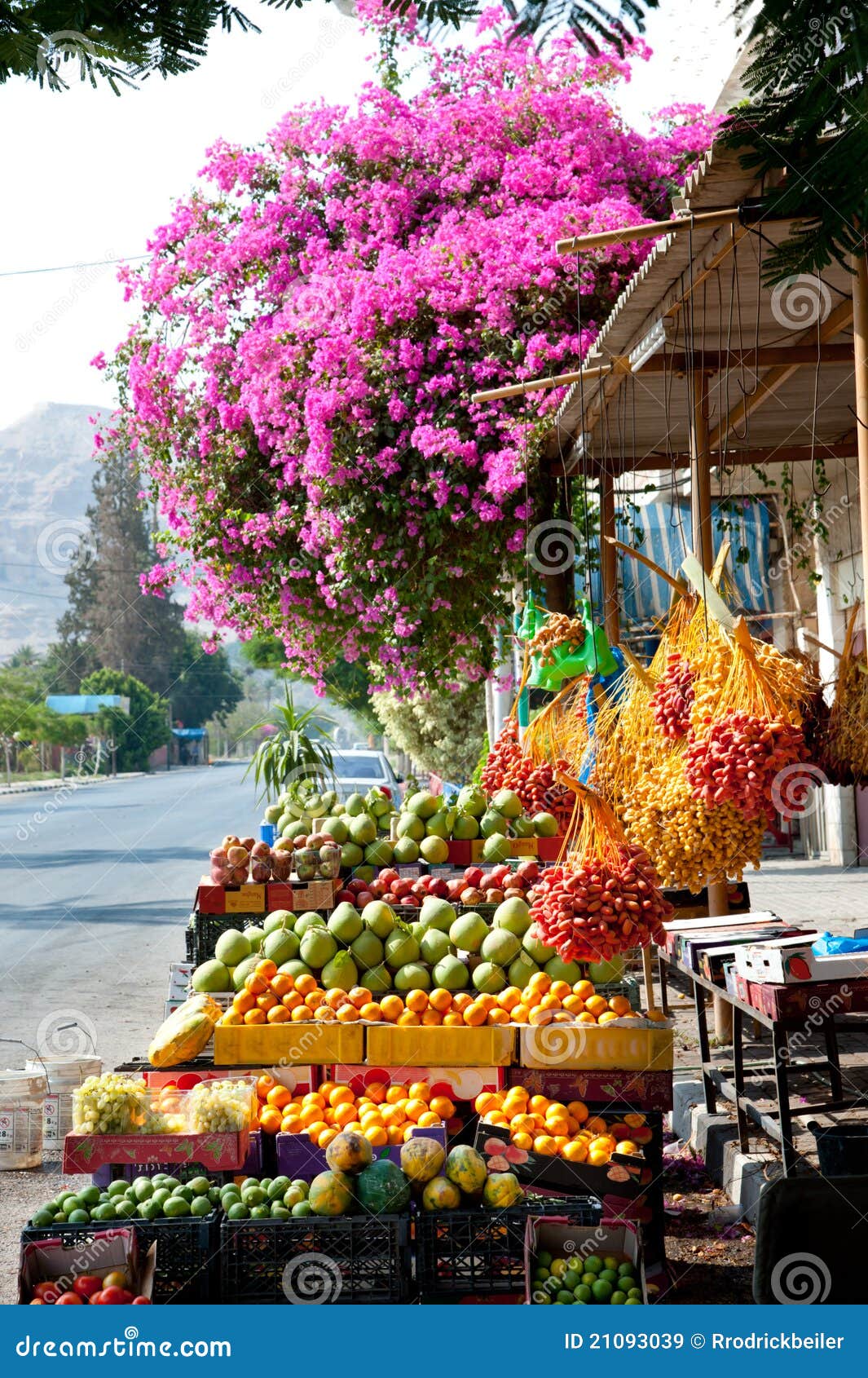 Fresh Dates at Jericho Market Stock Image Image of pomelo