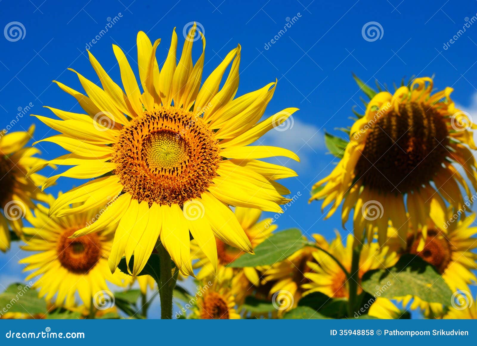 Fresh & death stock photo. Image of leaf, earth, beautiful 35948858