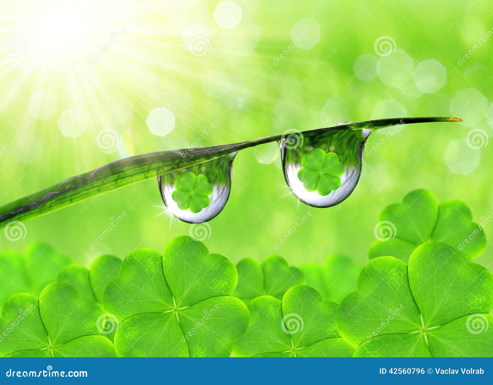 Fresh dewy green grass stock photo. Image of drop, background - 42560796