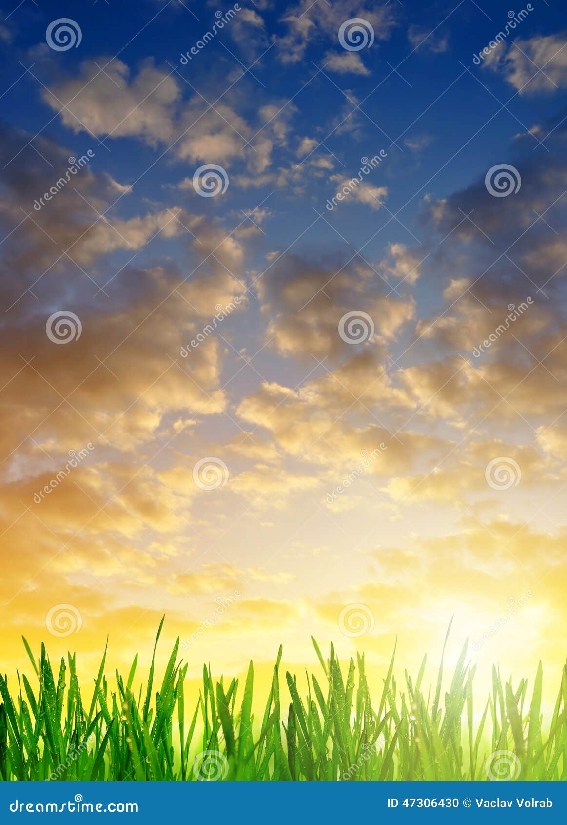Fresh Dewy Green Grass at Sunrise Stock Photo - Image of lawn, grow