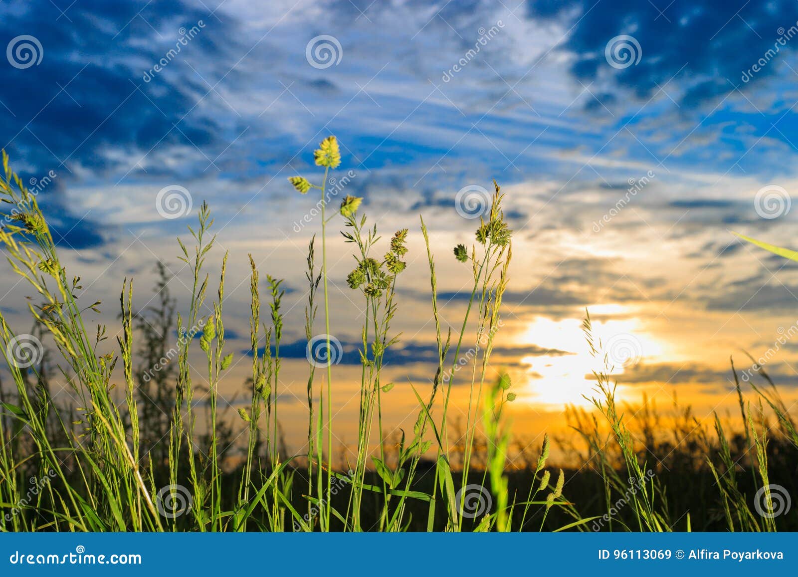 Fresh Dewy Green Grass At Sunrise. Stock Image - Image of over