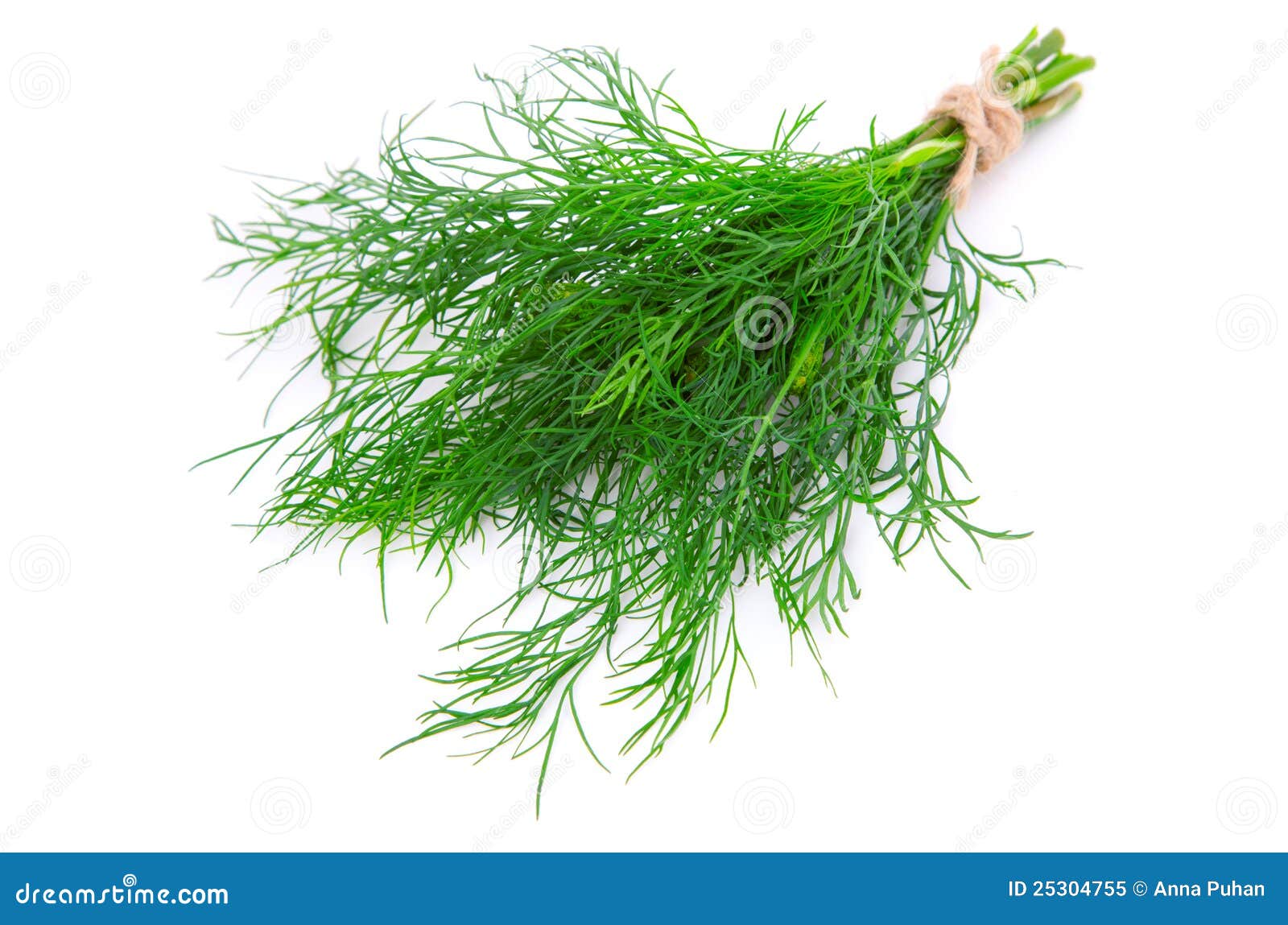 Fresh dill stock image. Image of healthy, closeup, condiment 25304755