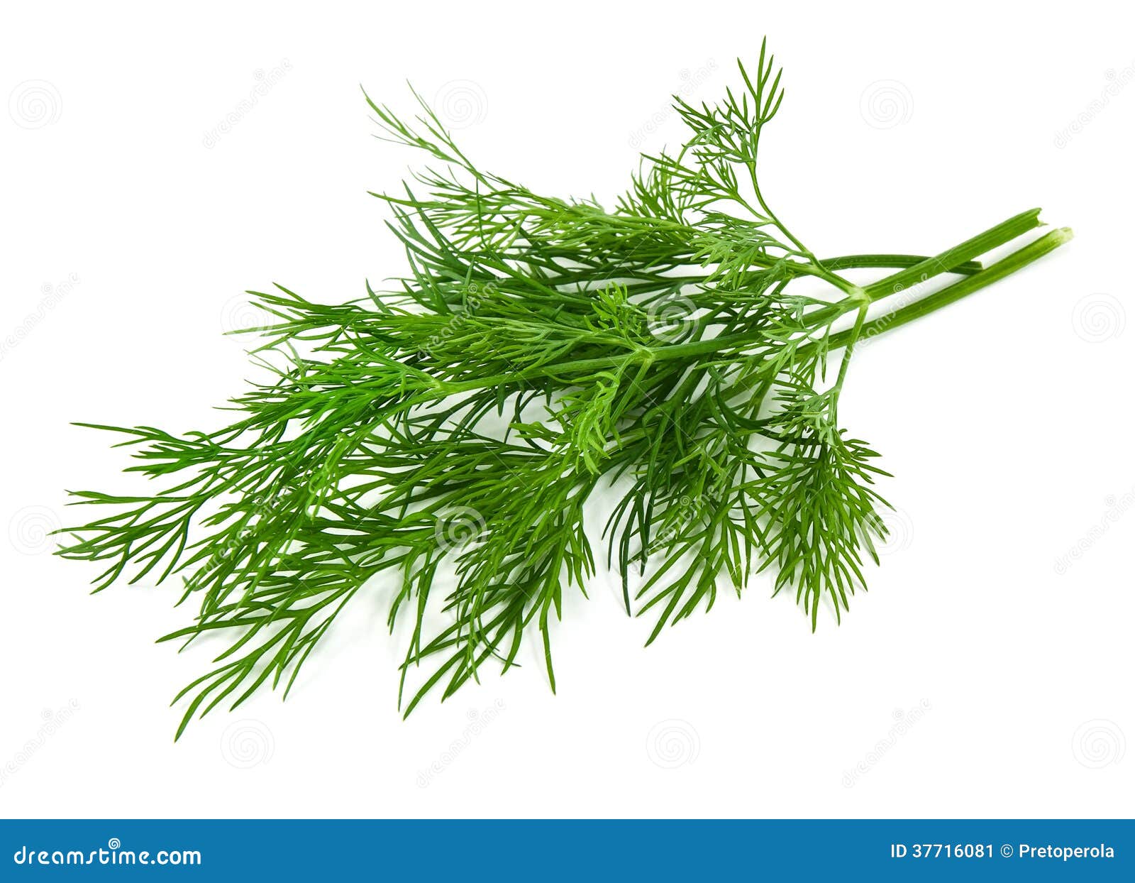 Fresh dill stock image. Image of aromatic, herbal, green 37716081