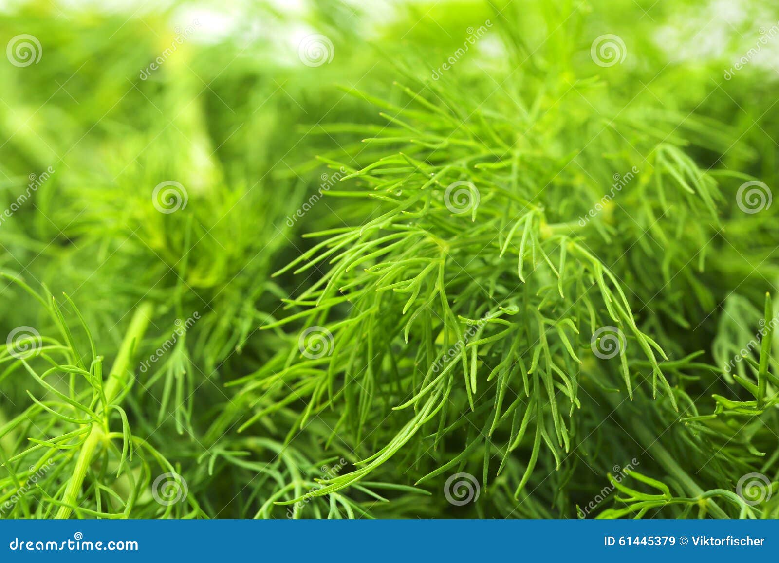 Fresh dill stock image. Image of detail, vegetable, healthy 61445379