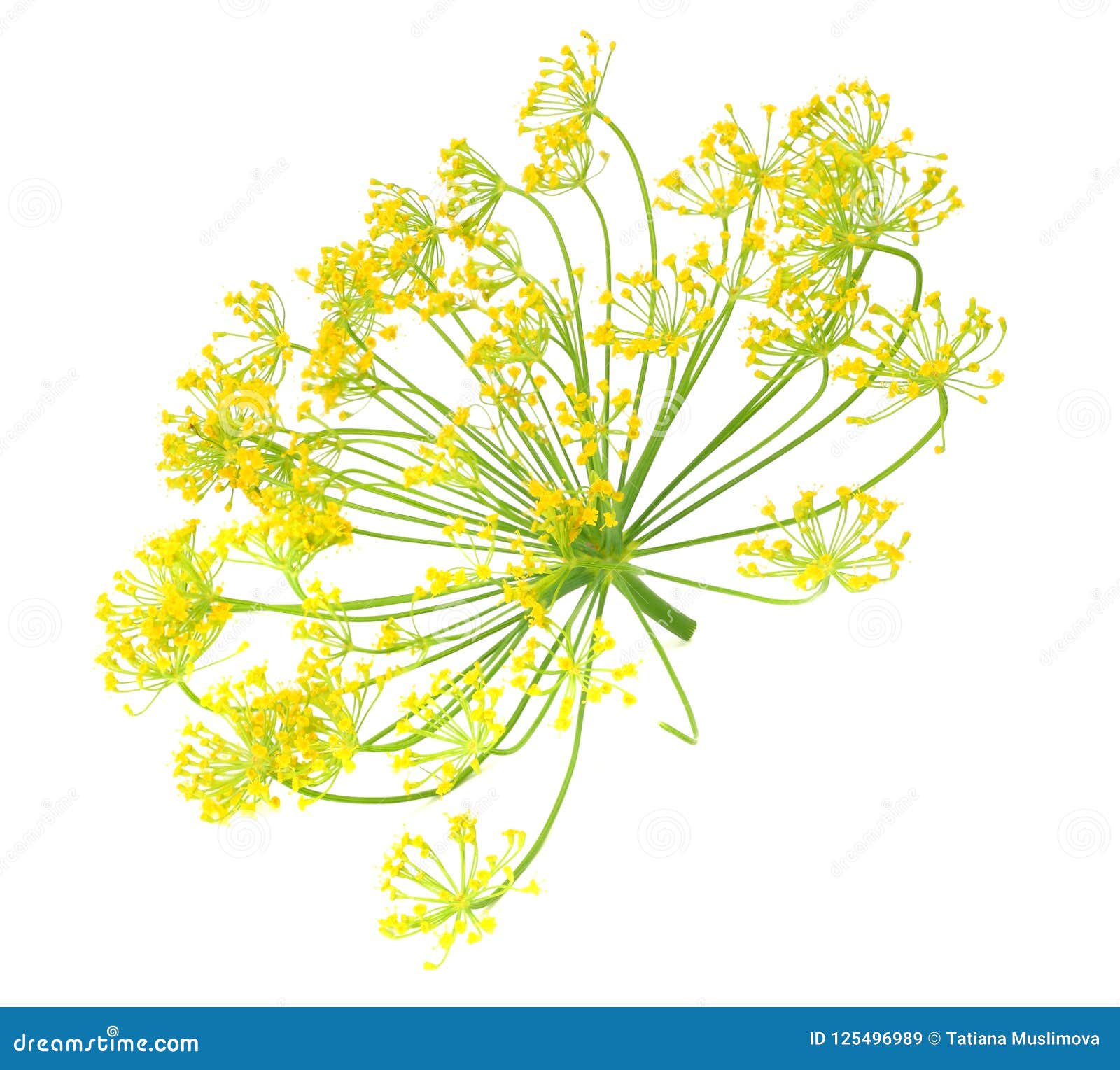 Fresh Dill Flower Isolated on White Background Stock Image Image of