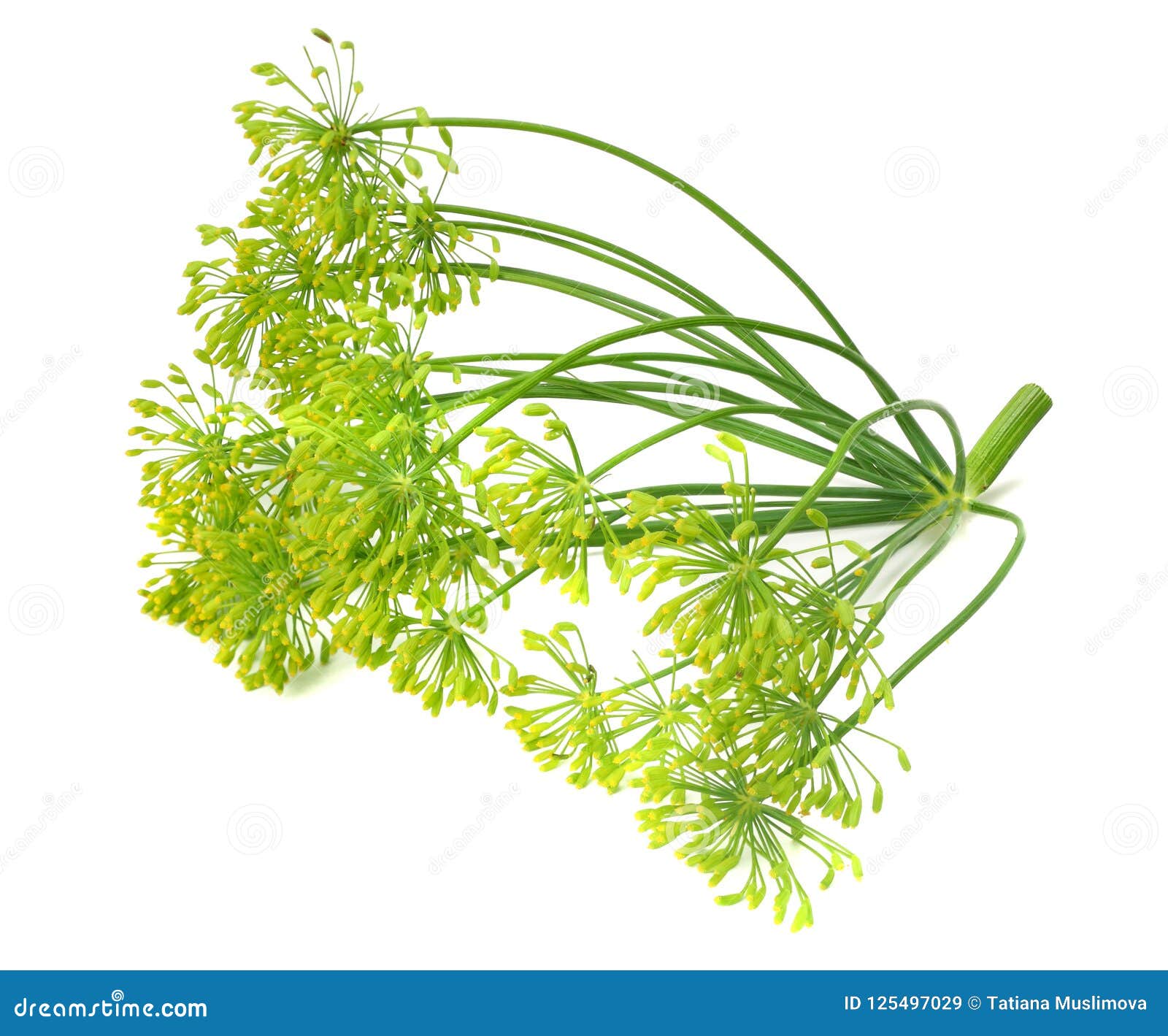 Fresh Dill Flower Isolated on White Background Stock Image Image of