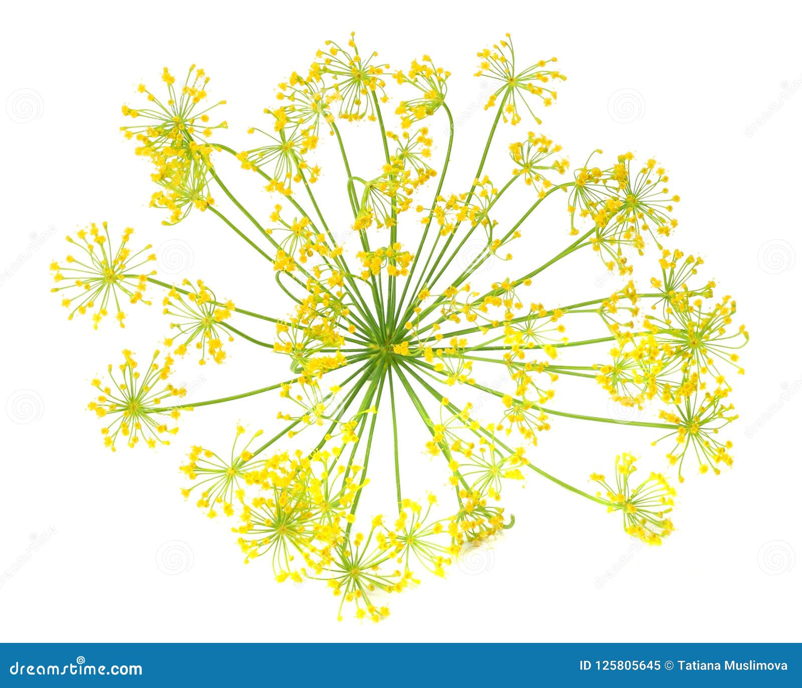 Fresh Dill Flower Isolated on White Background Stock Image Image of