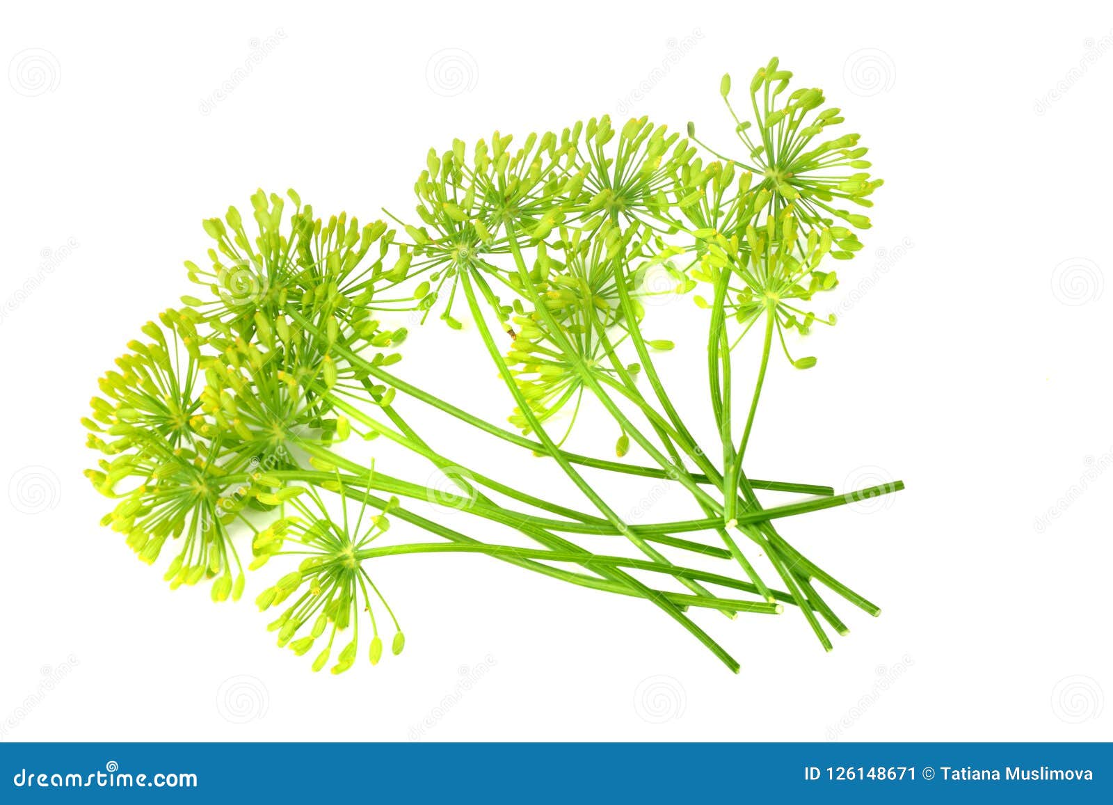 Fresh Dill Flower Isolated on White Background Stock Image Image of