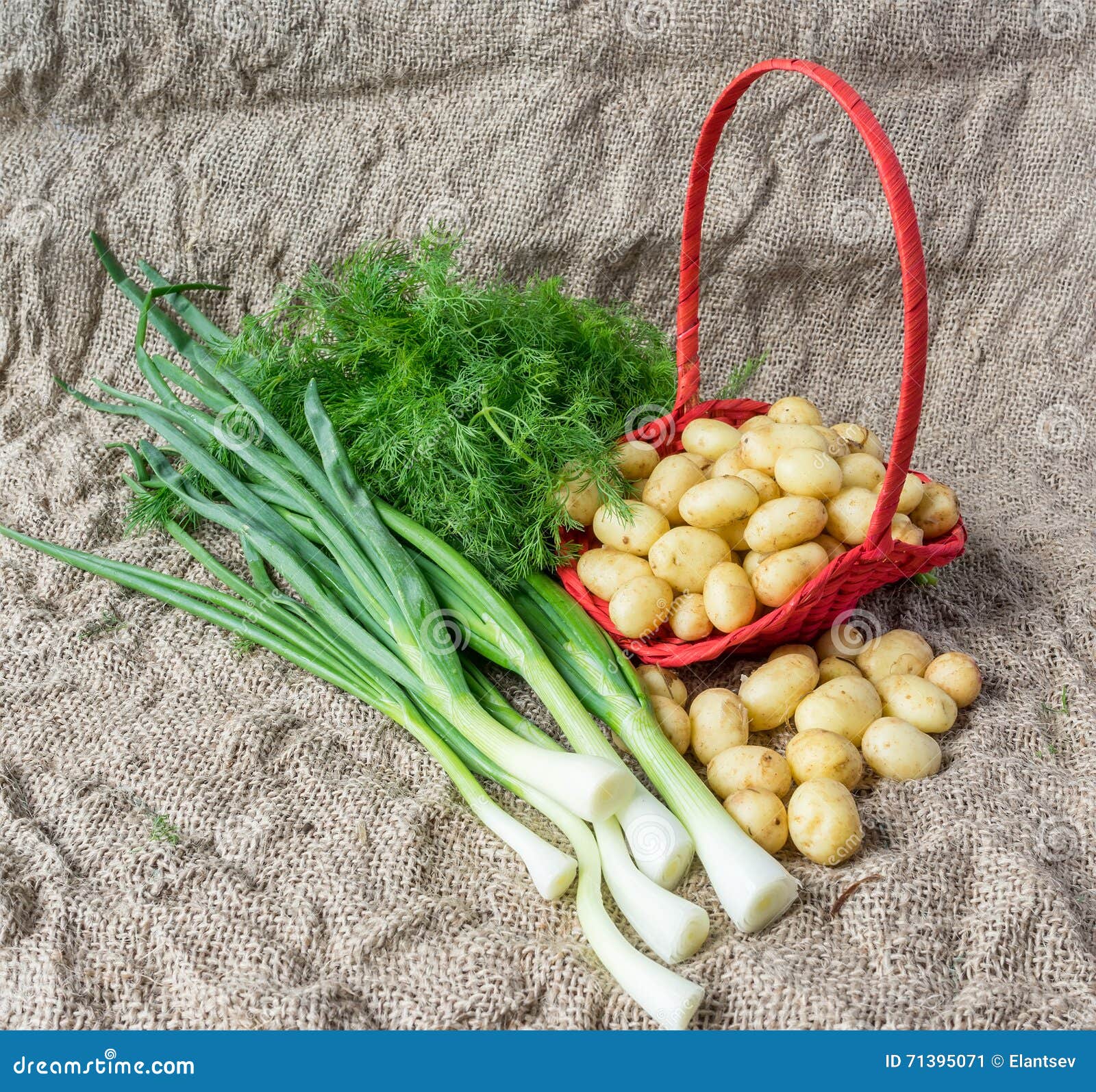 Fresh Dill, Green Onions and Potatoes Front View Stock Image Image of
