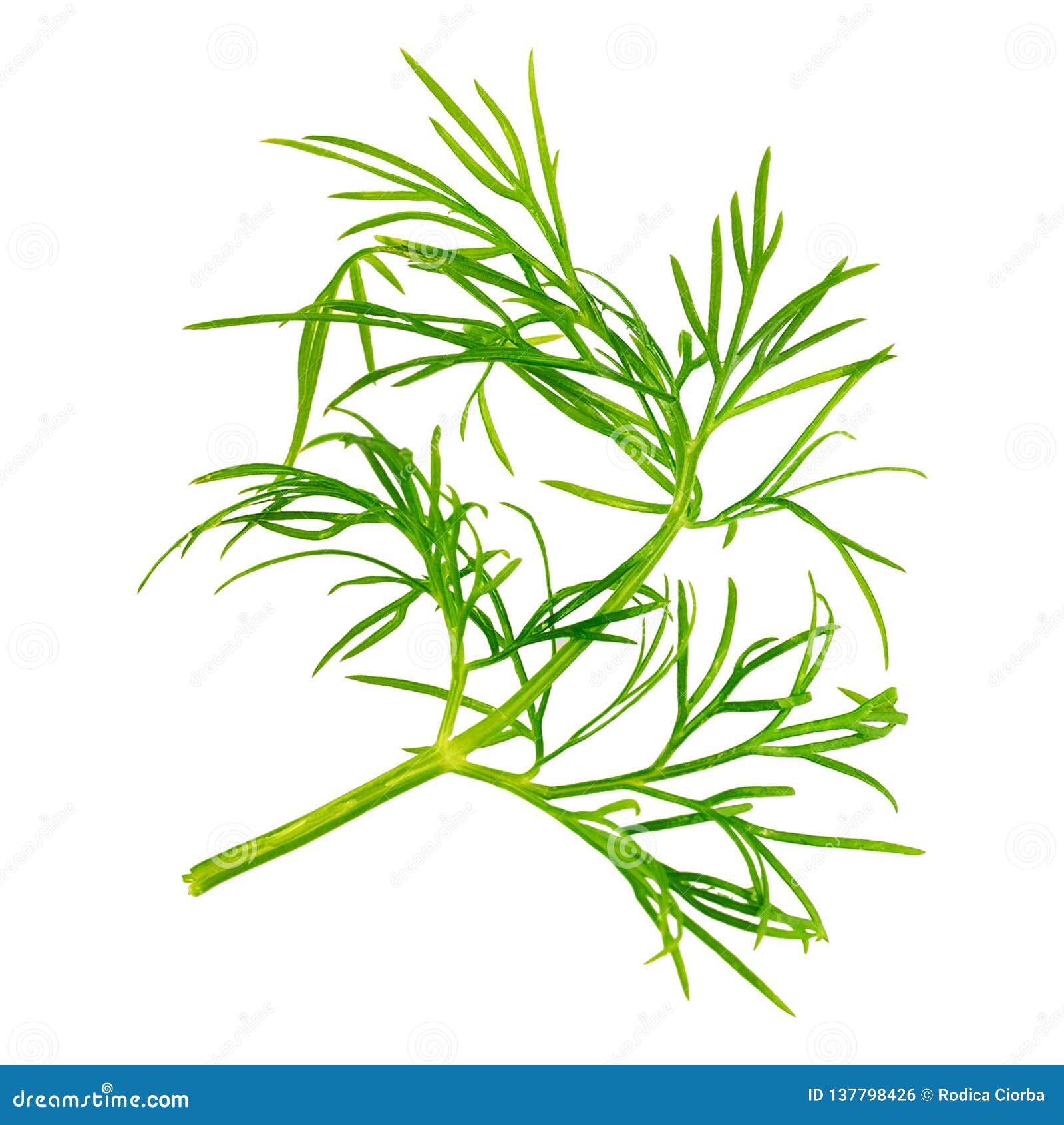 Fresh Dill Herb Isolated on White Background Stock Photo Image of