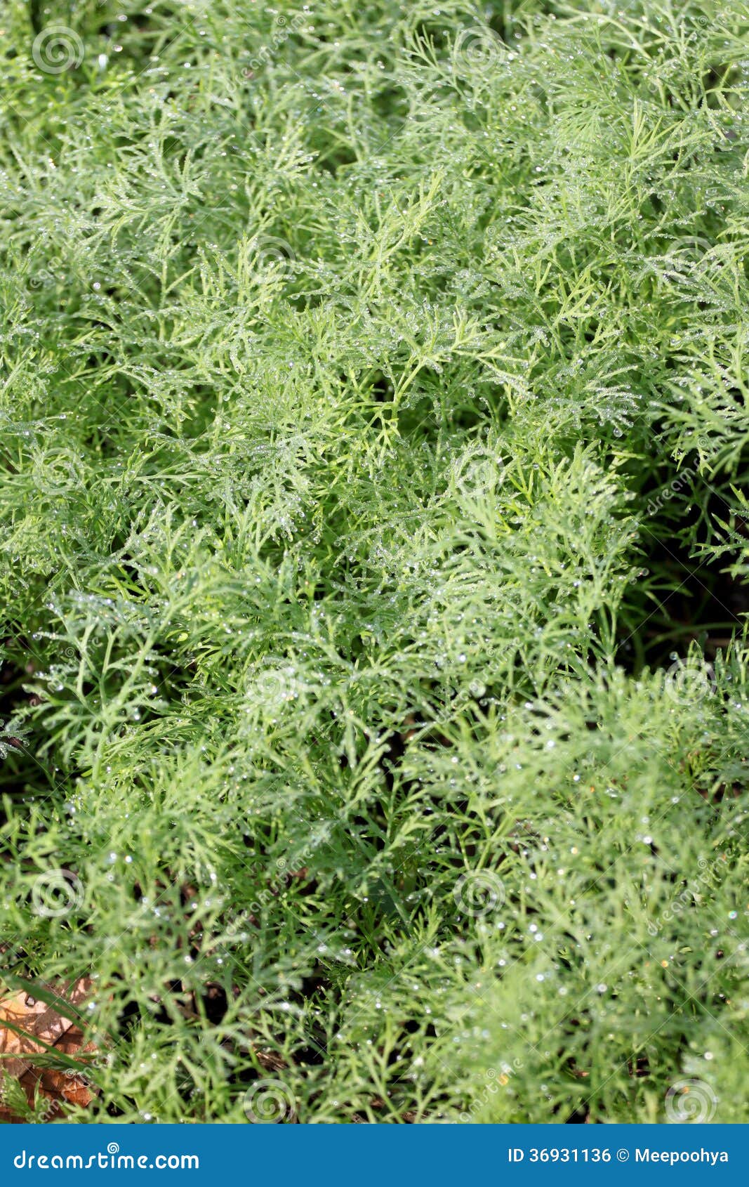 Fresh dill leaf. stock photo. Image of health, harvest 36931136