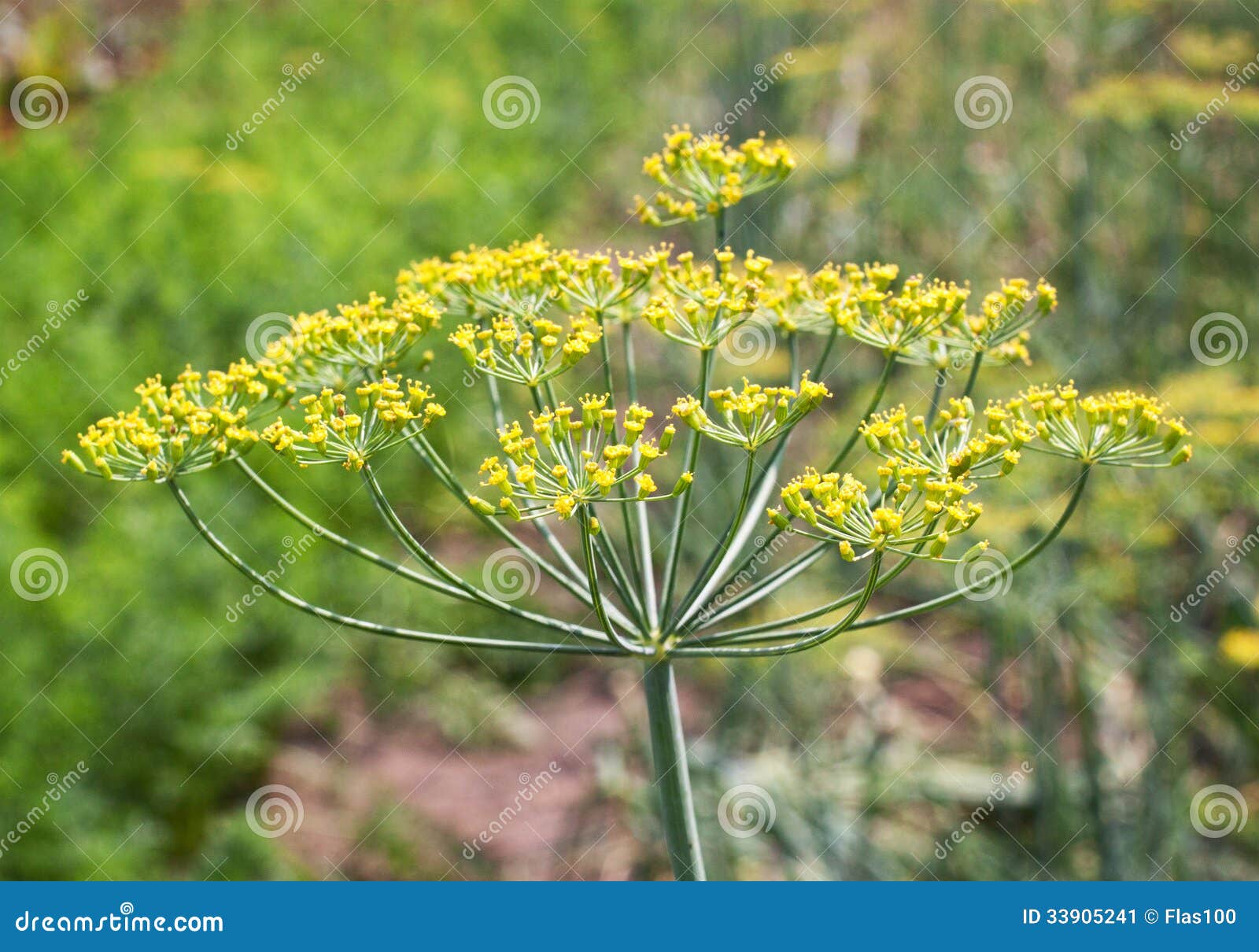 Fresh dill plant stock image. Image of gardening, floral 33905241