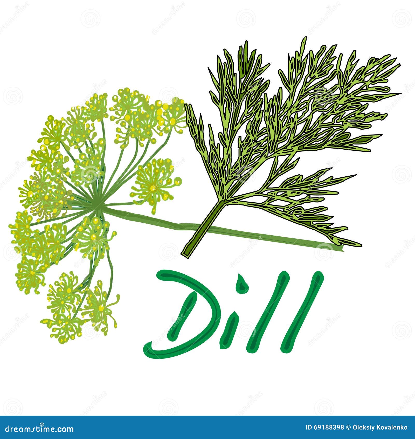 Fresh dill vector stock vector. Illustration of leaf 69188398